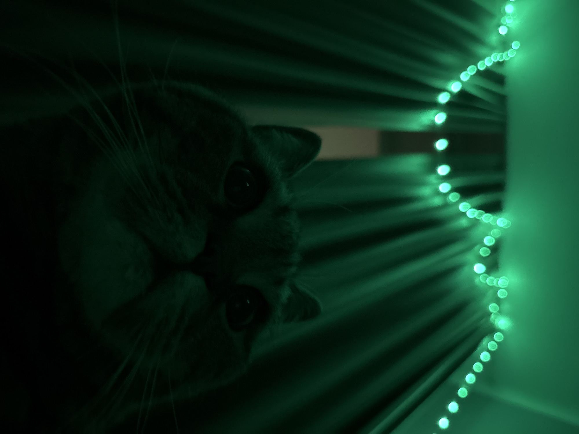 Tabby cat under green fairy lights in a dim Mikhaylovsk room