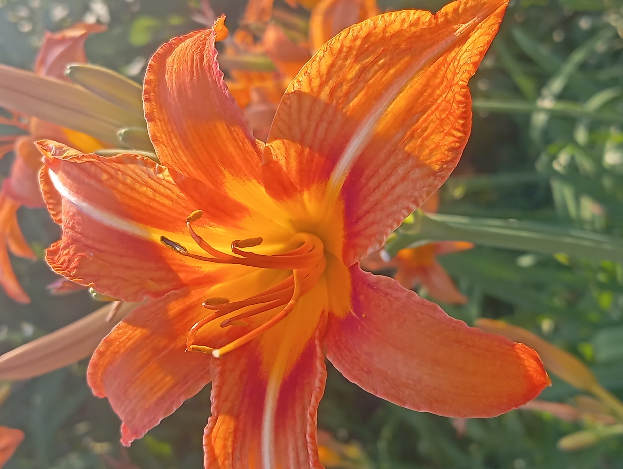 Summer garden in full bloom, Qobda, Kazakhstan
