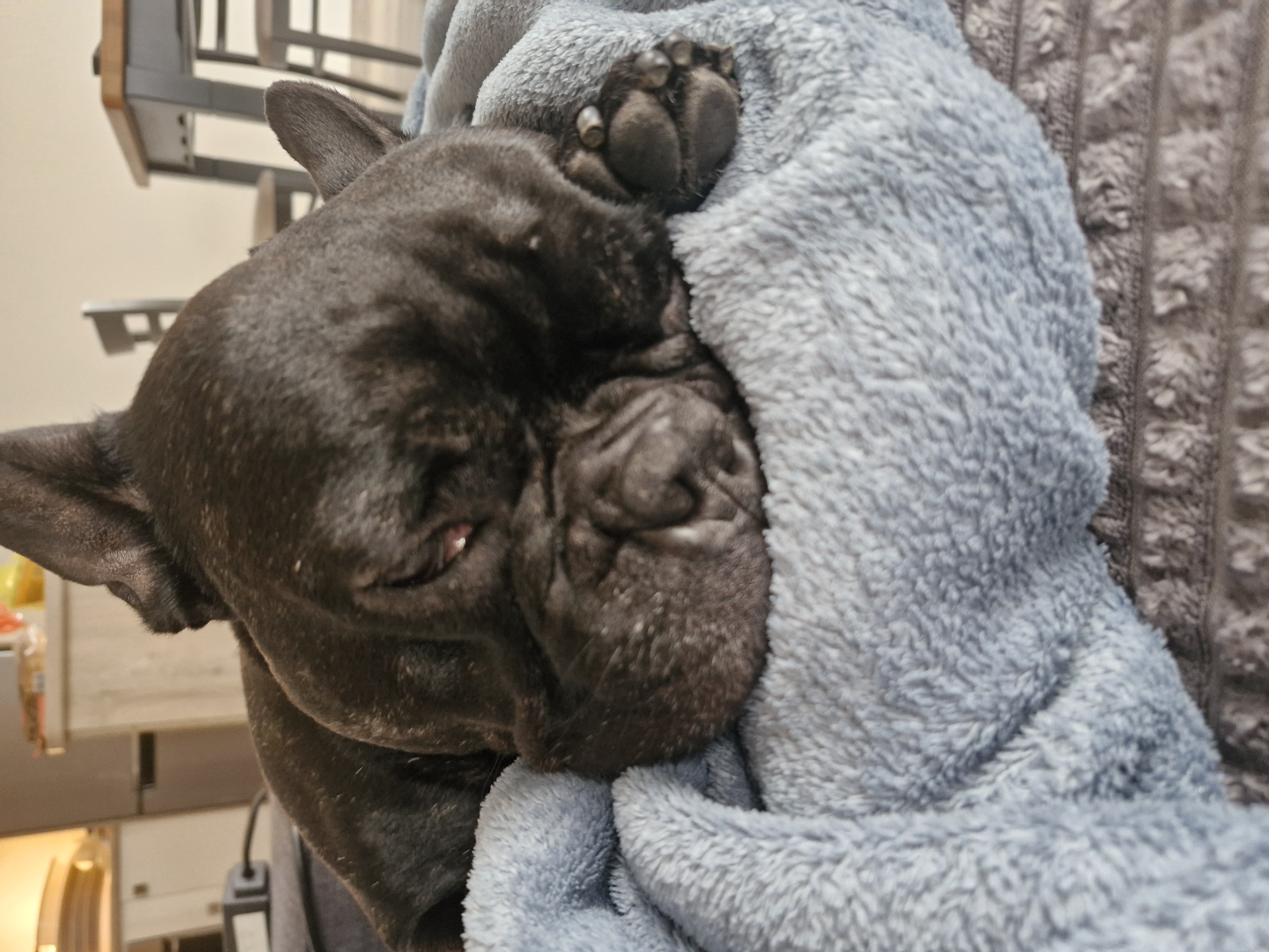French Bulldog rests in blanket in Plovdiv home