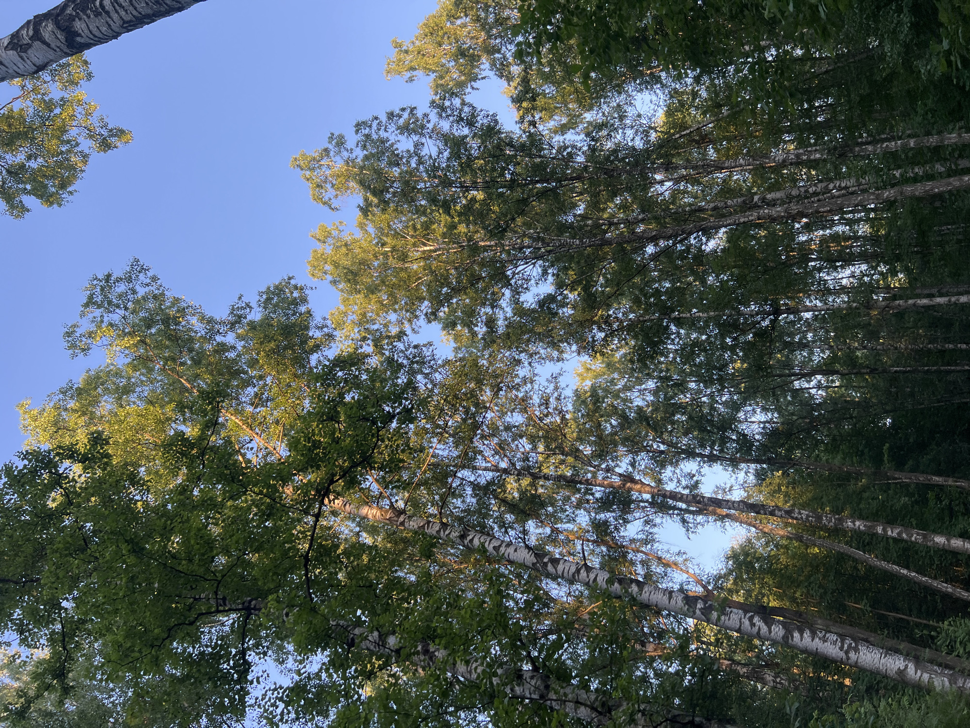Evening forest walk documented in Saint Petersburg park