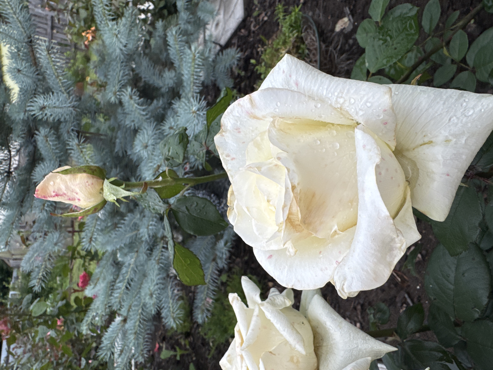 Lazy morning at home in Chaikovsky — dog, roses, and coffee