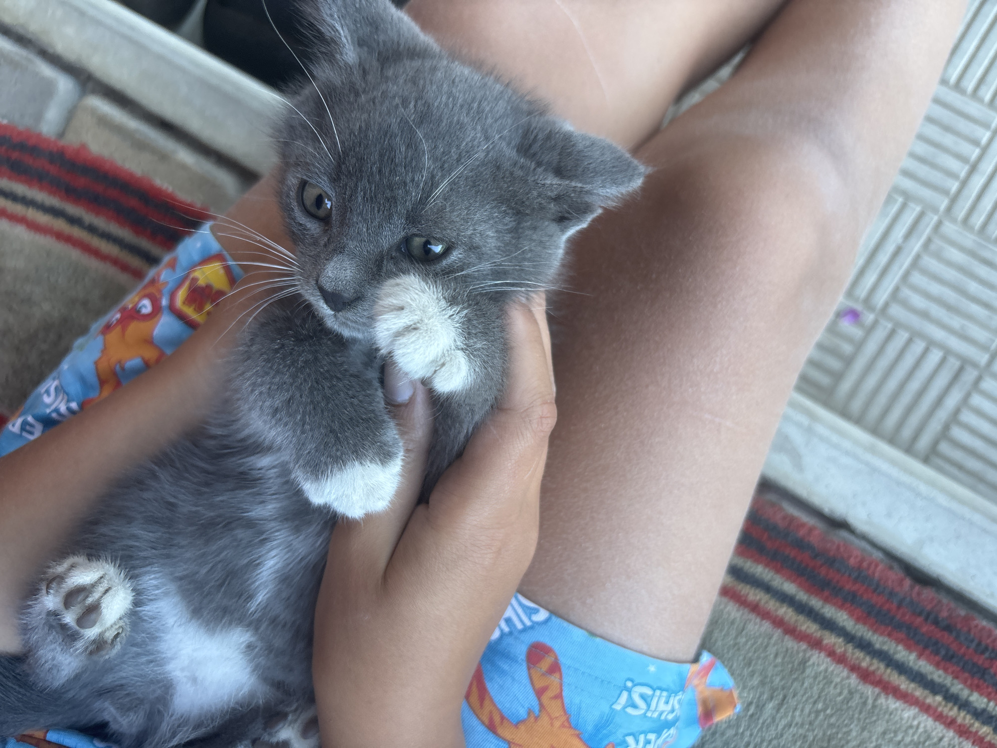 Kitten, garden, and glass in a Zmiiv backyard morning