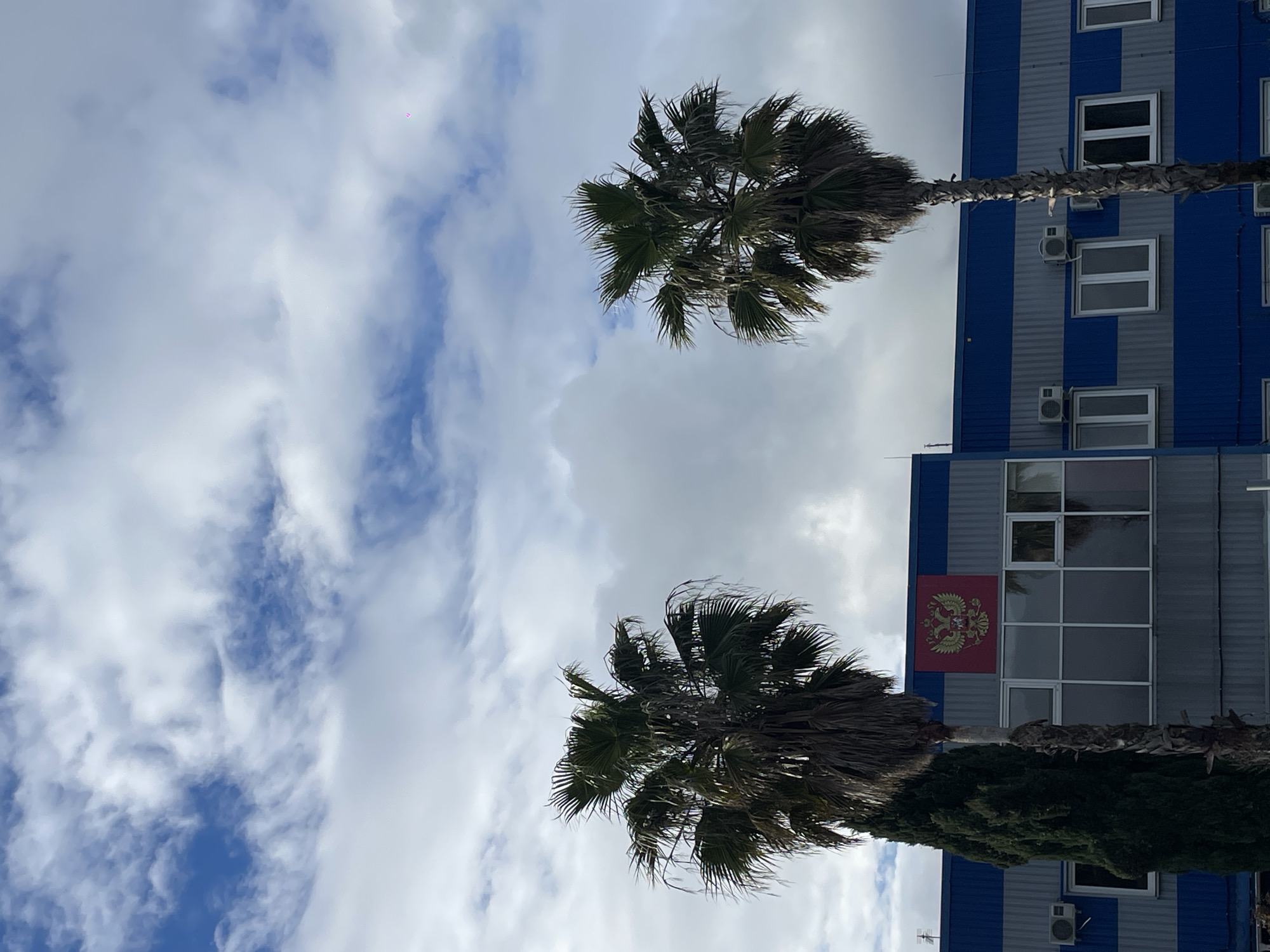 Palm trees observed in varying conditions in Sirius, Russia