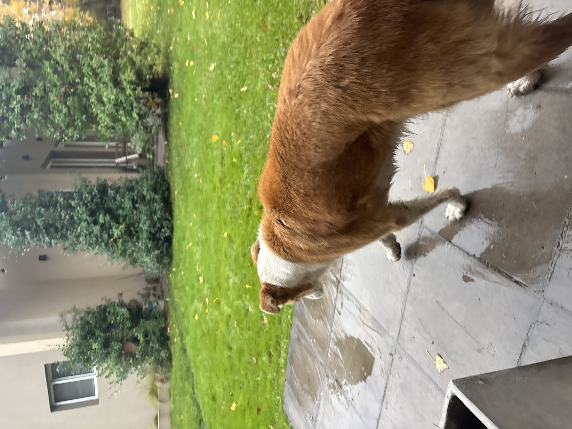 Domestic pets observed during evening hours in Trelew, Argentina