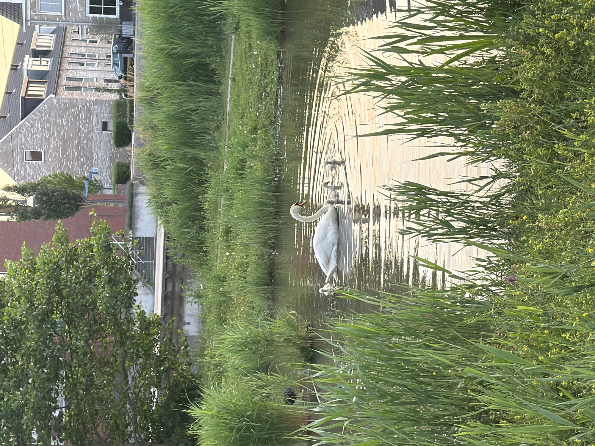 Swan family spotted swimming in Zoetermeer residential canal