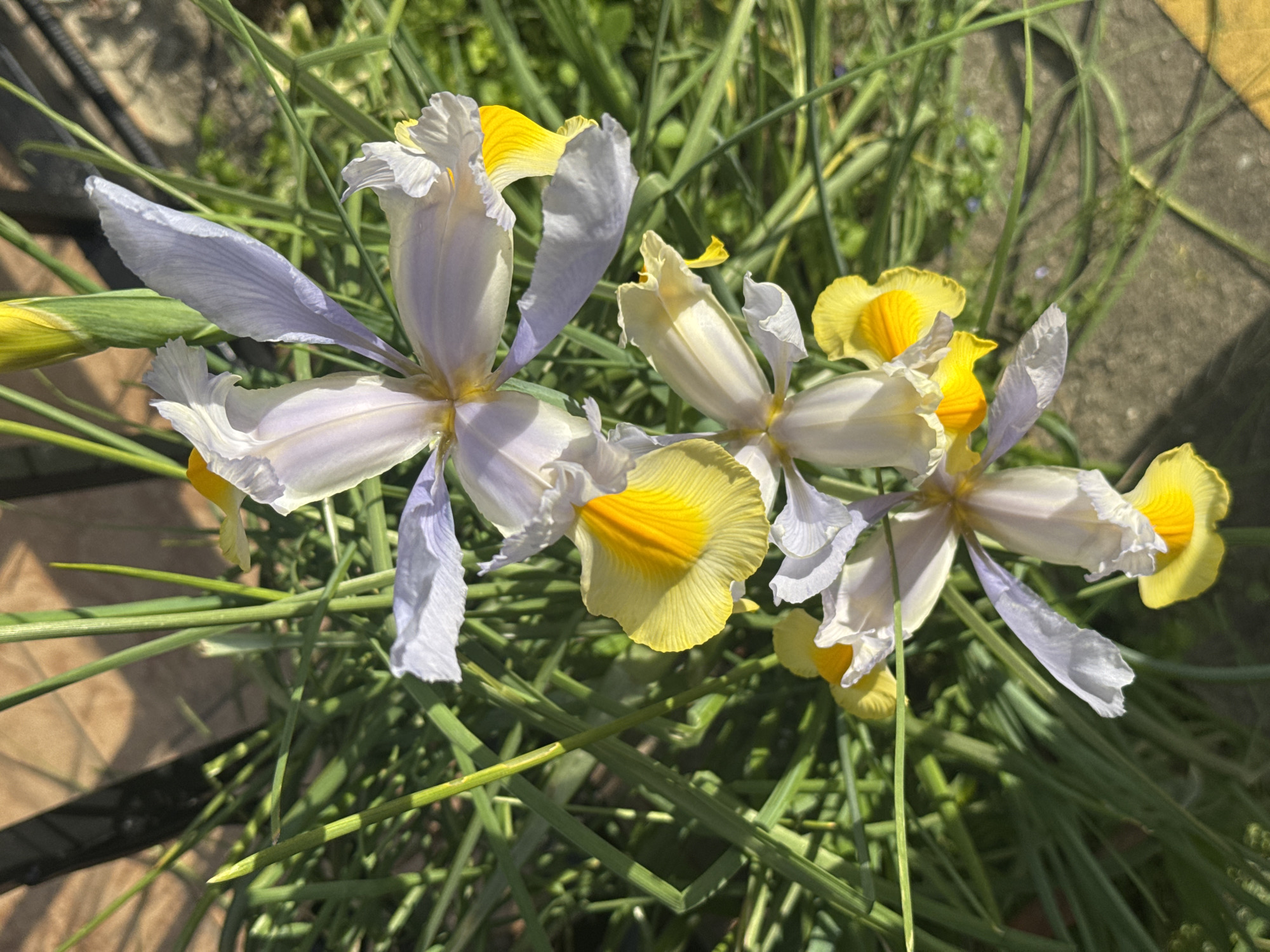Iris flowers bloom in early spring in Sirius, Russia