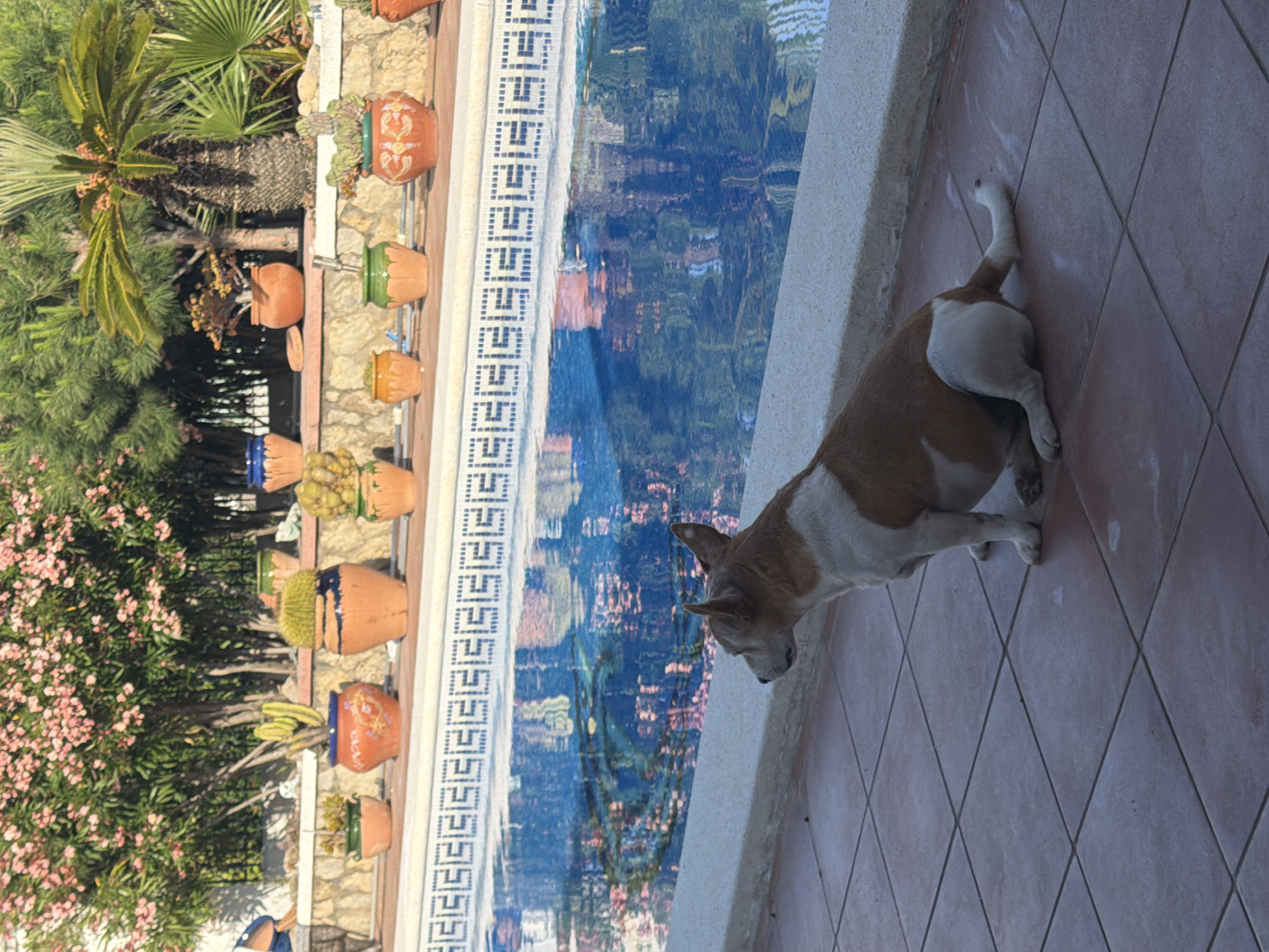 Dog enjoys sunny afternoon by swimming pool in Spain