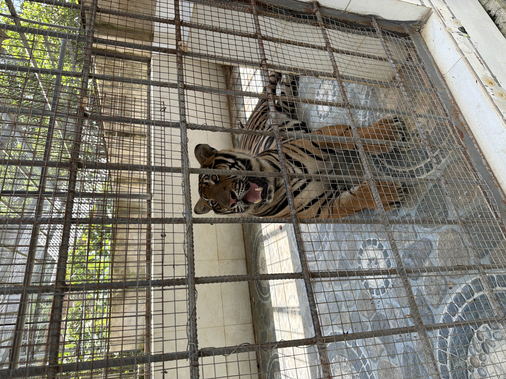 Wildlife attraction in Định An with elephants, tigers, and exotic animals
