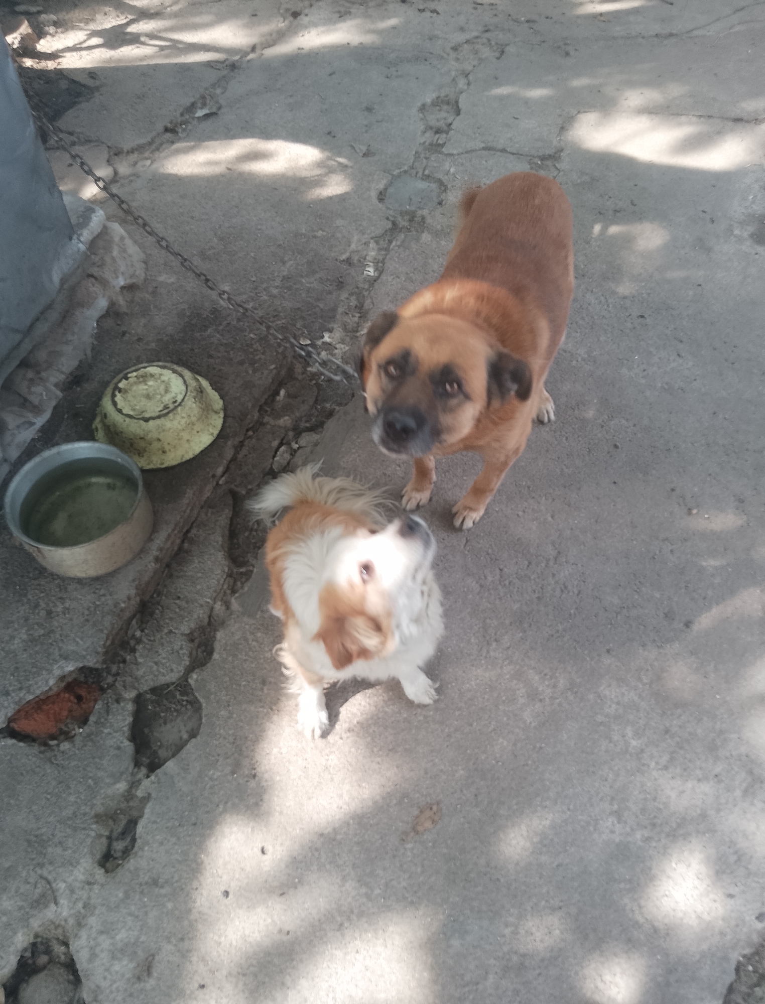 A quiet Ukrainian backyard — dogs, gardens, and everyday life