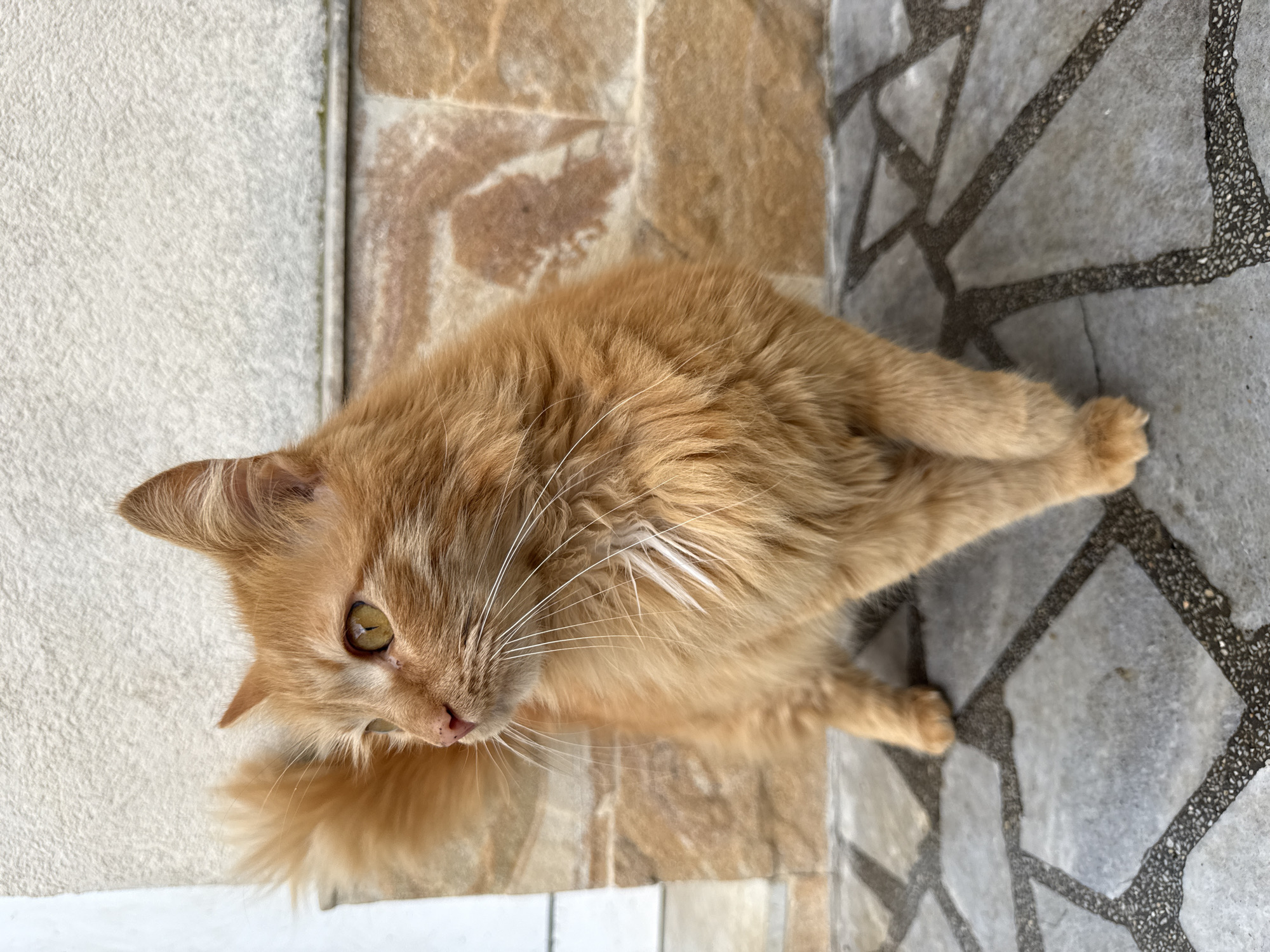 Orange cat spotted on tiled floor in Berkovitsa, Bulgaria