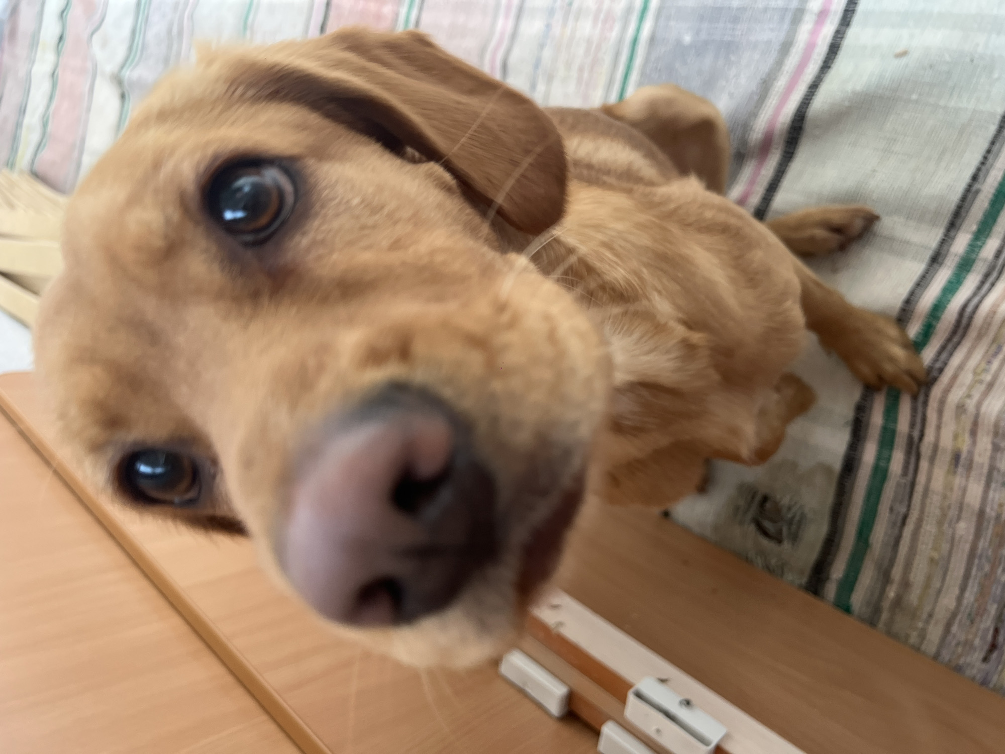 Dog owner captures playful moments with pet in Chaikovsky