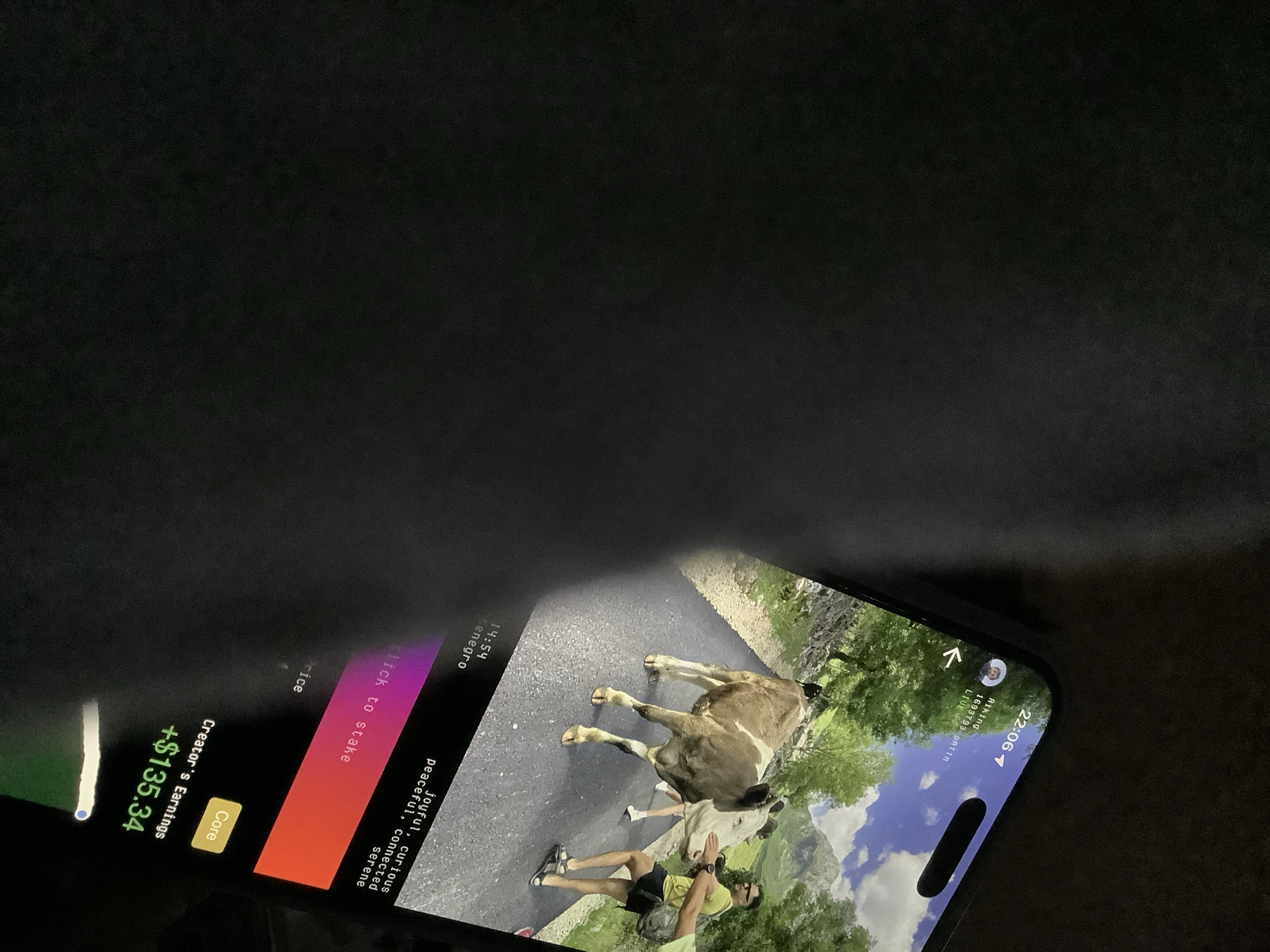 Cow encounter on a mountain road, caught on a phone screen