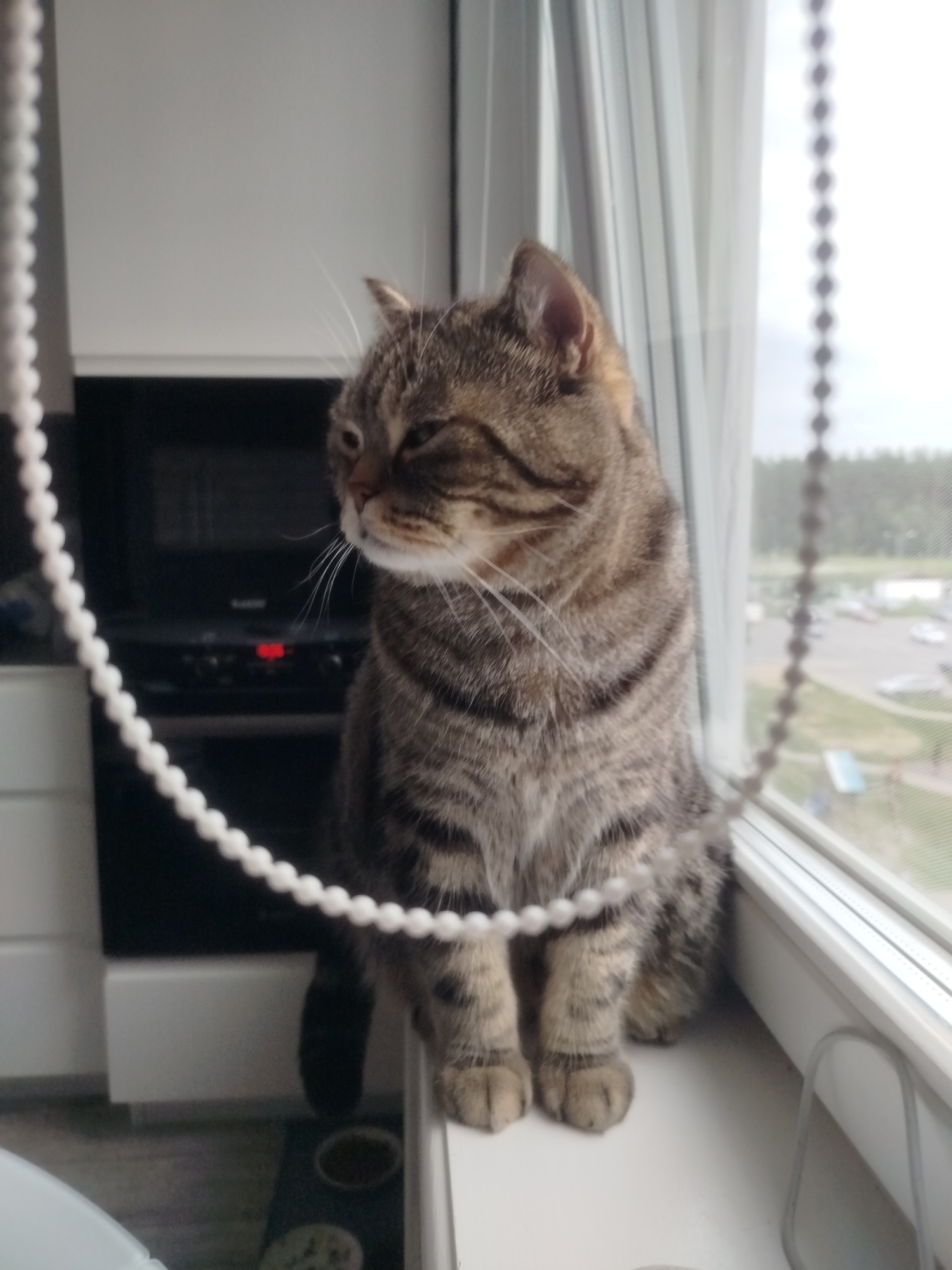 Coffee, cats, and a quiet afternoon at a Belarusian home