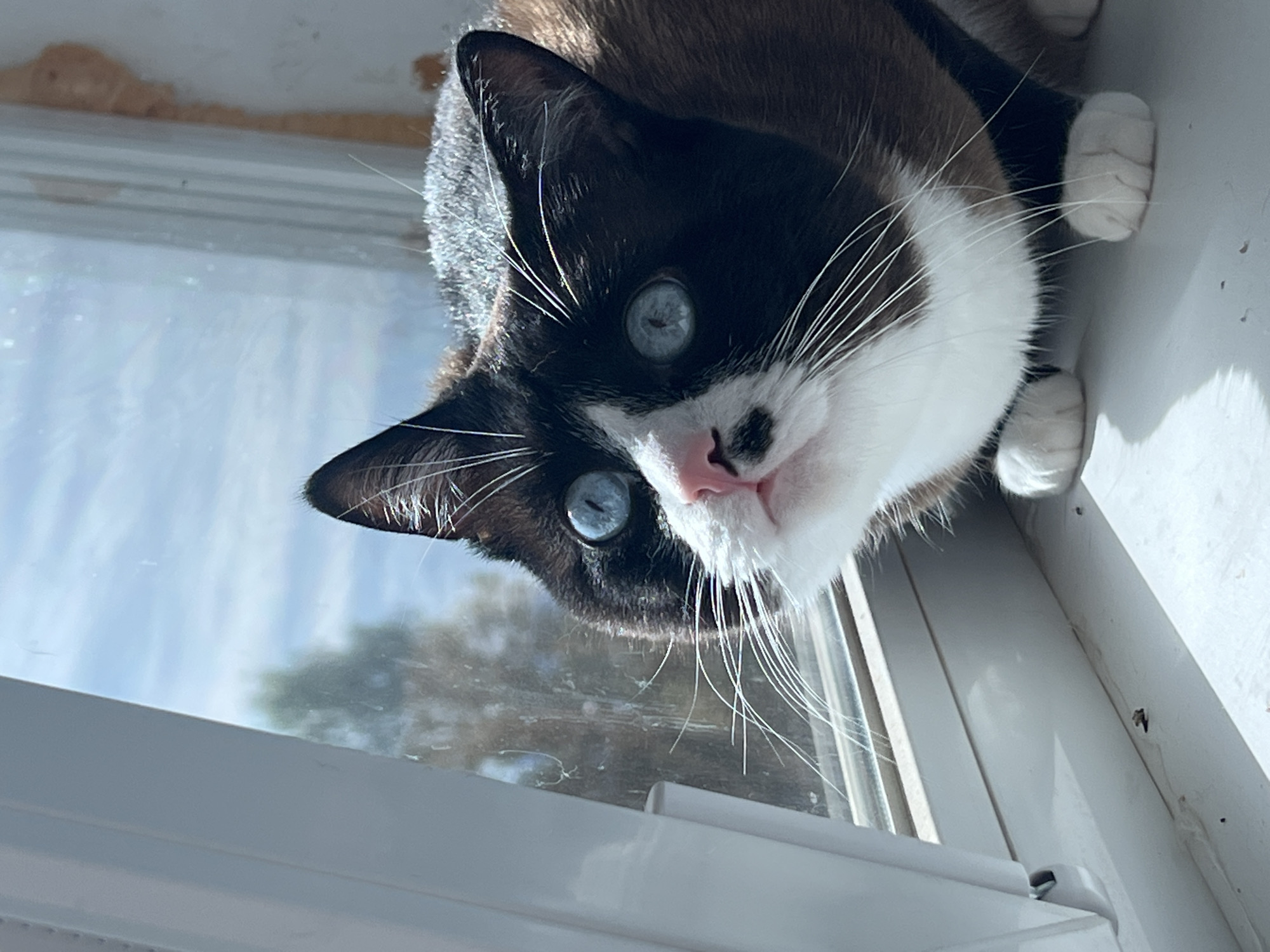 Blue-eyed cat chills on a sunny windowsill in Noviy