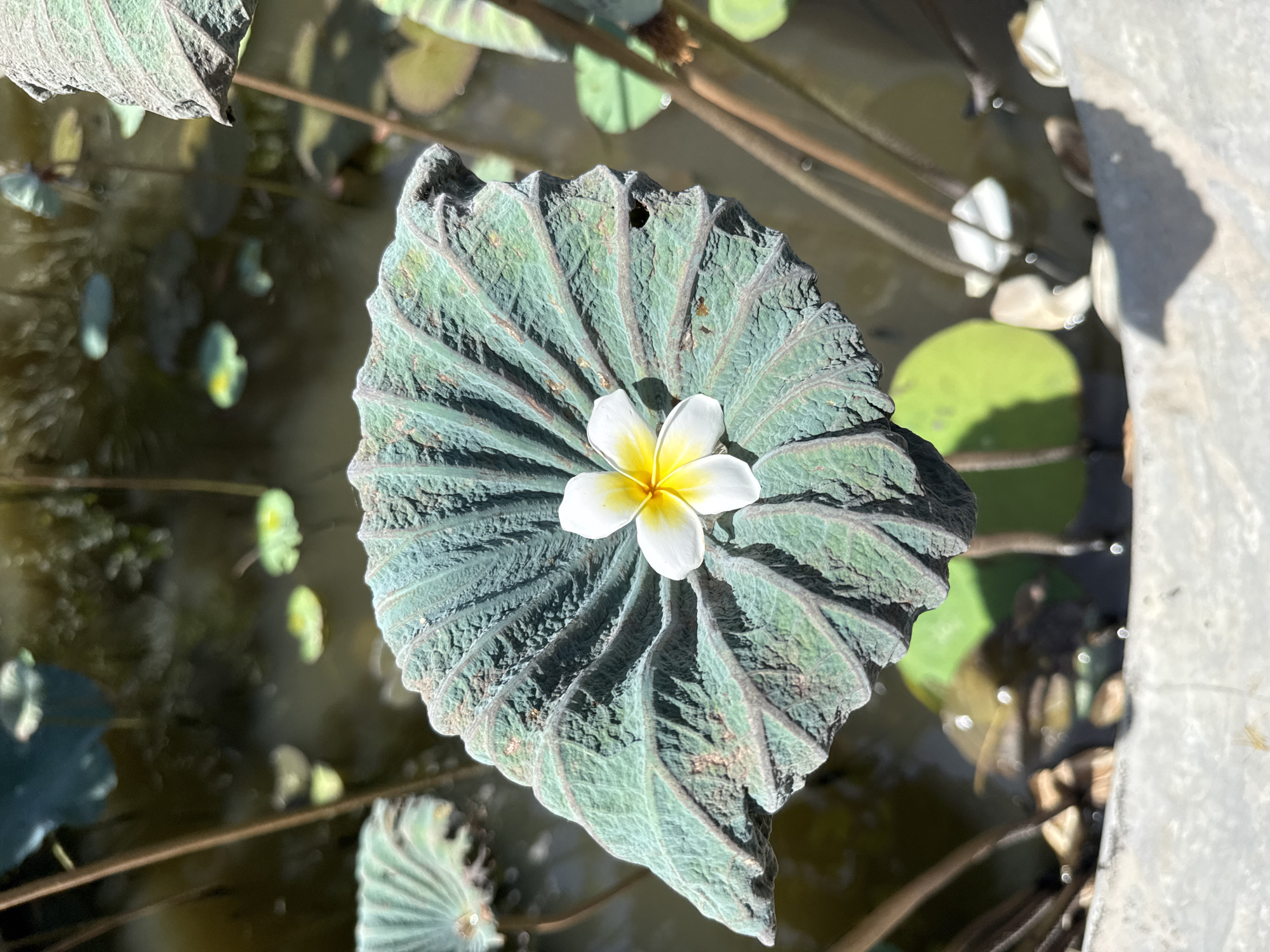Morning garden walk captures tropical blooms in Nha Trang