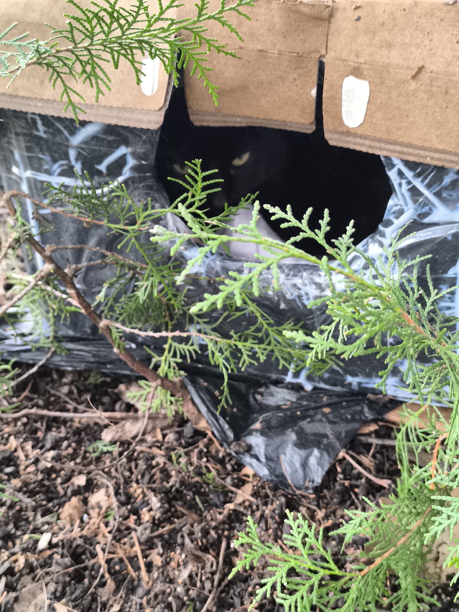 Black cat found sheltering in cardboard box outdoors