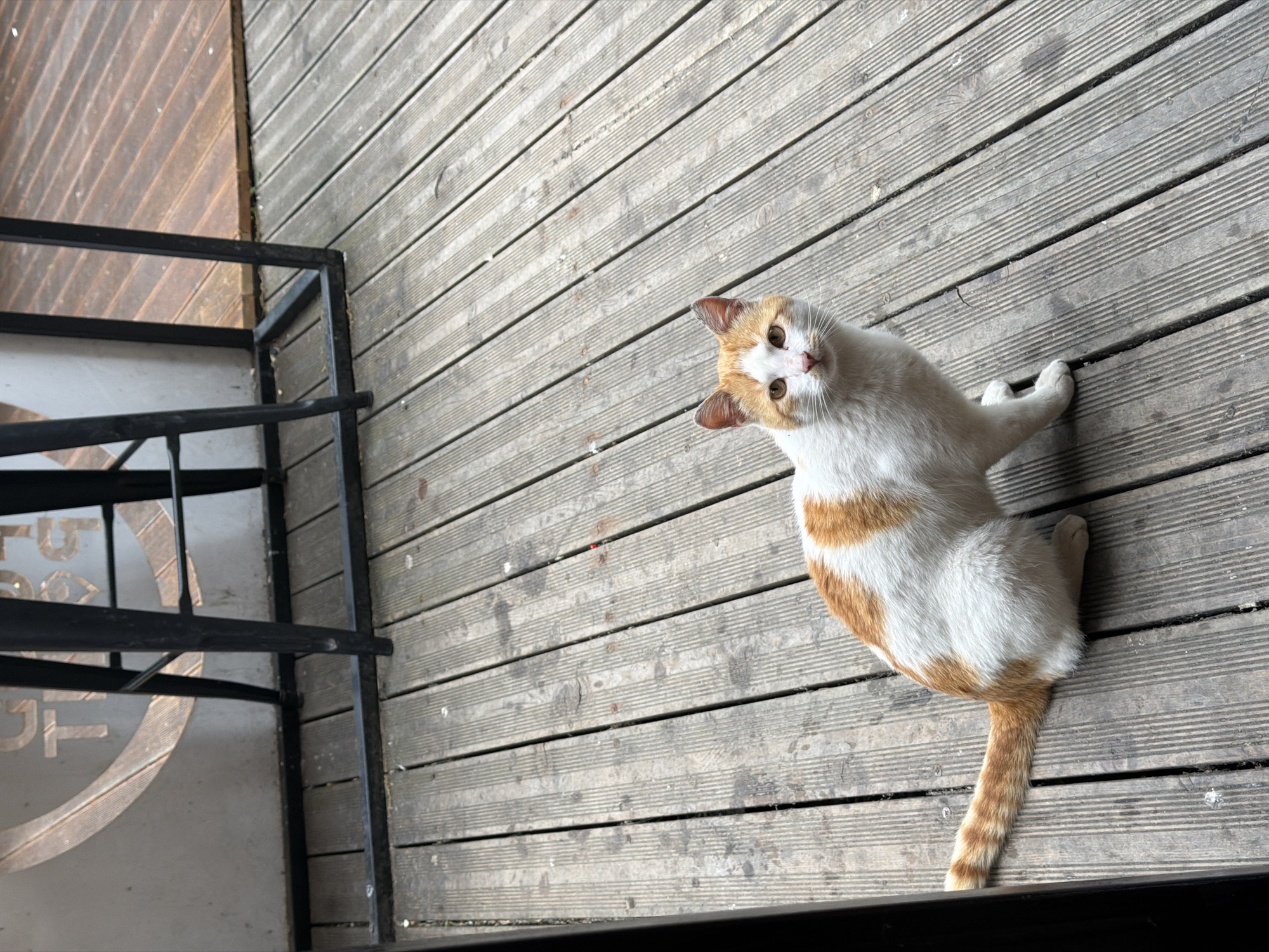 Cat, food and sculpture documented in Vratsa, Bulgaria