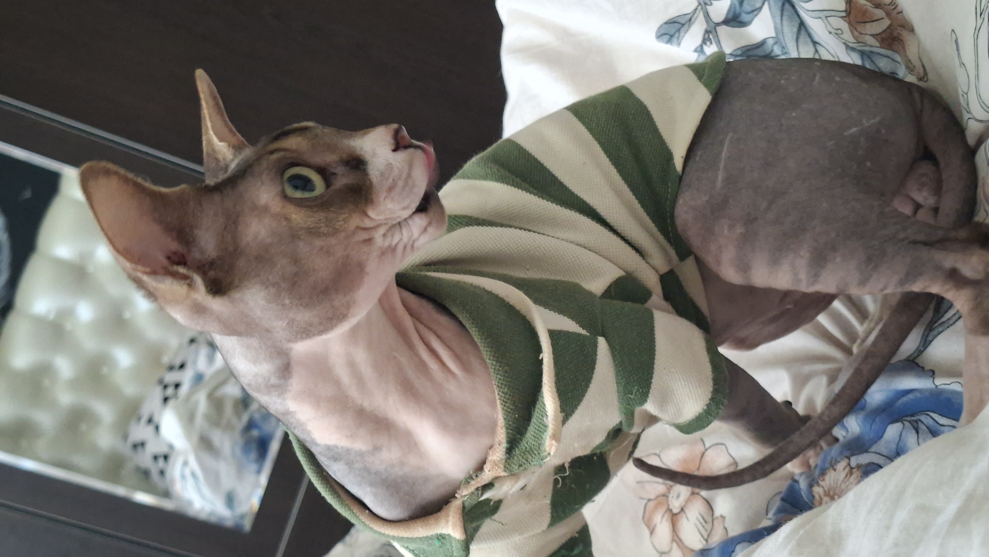 Sphynx cat in a striped sweater gets pampered indoors in Belarus