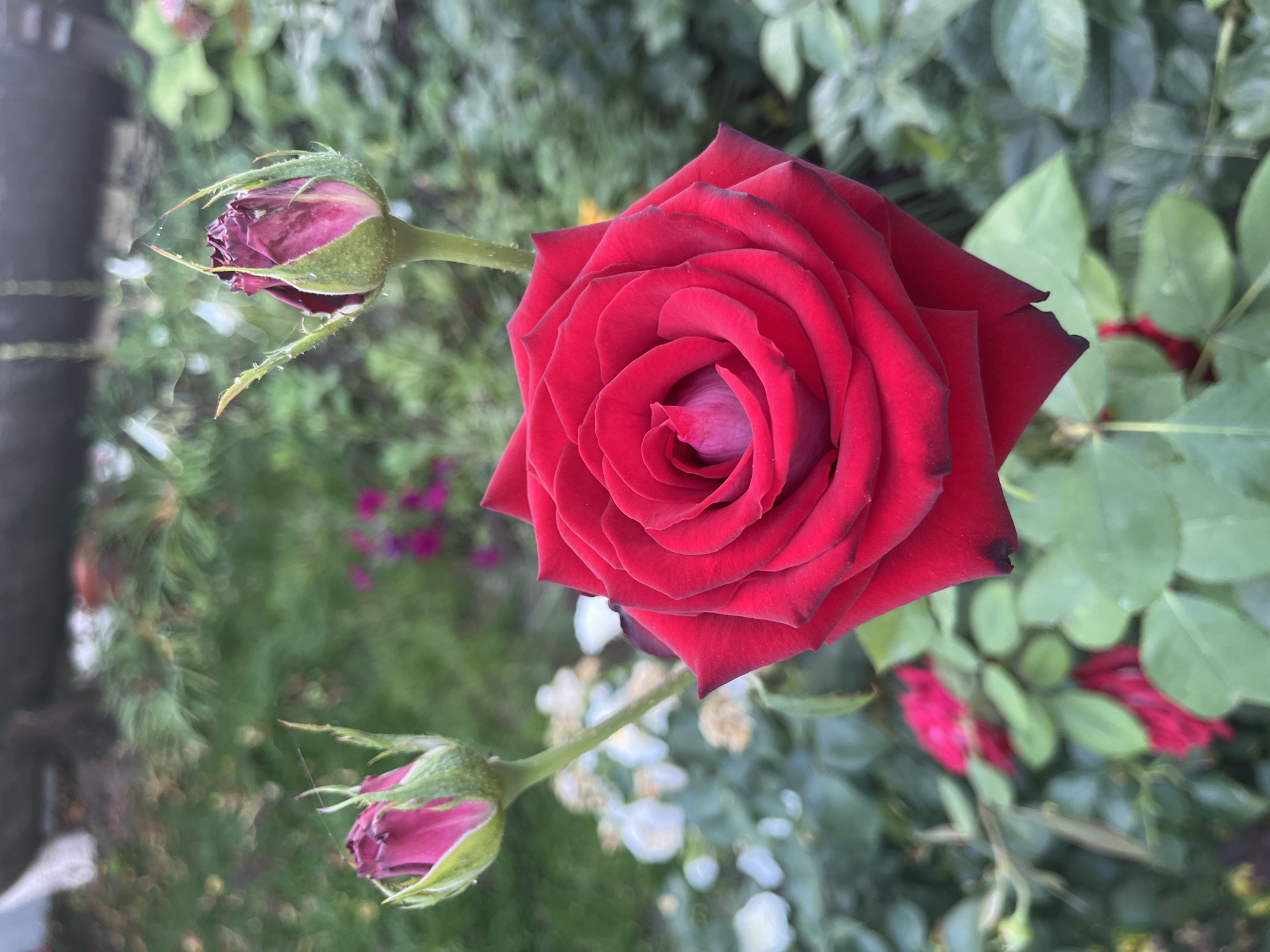 Red and white roses blooming in a Moldovan garden