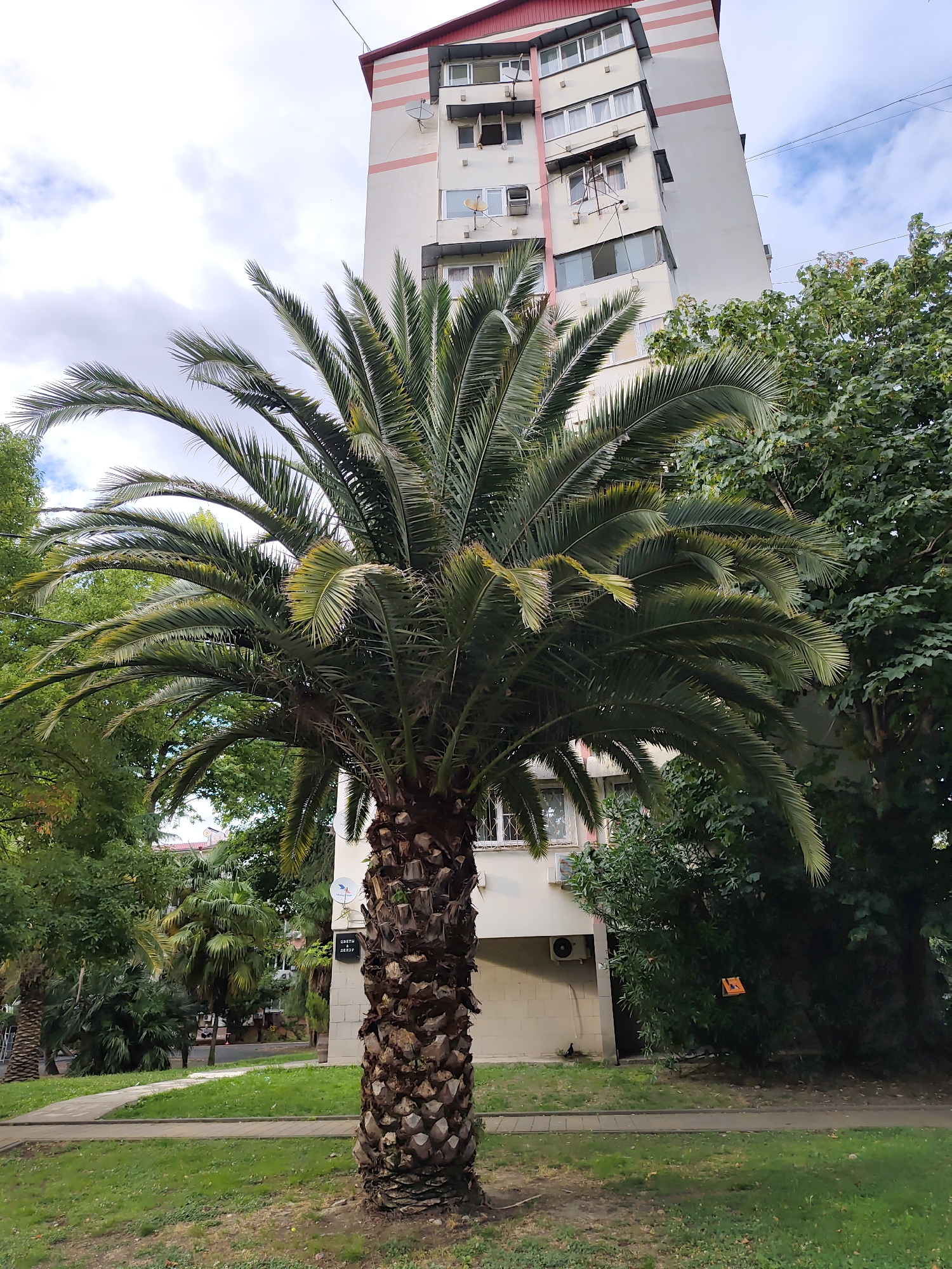 Sochi neighborhood streets, lush with subtropical plants and local spots