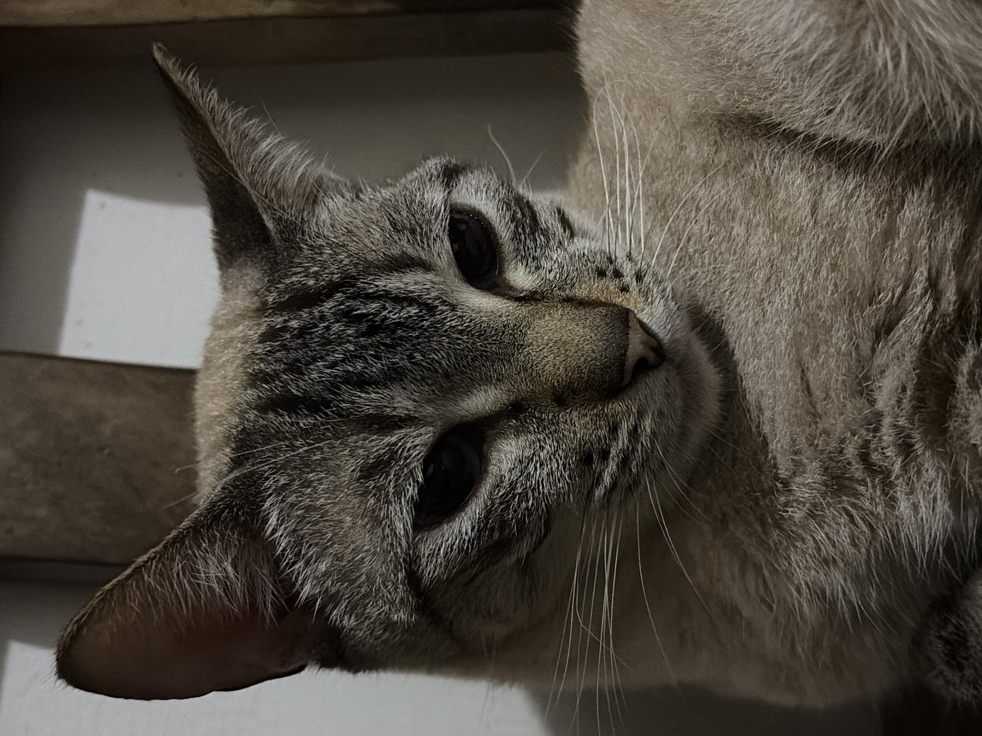 Domestic pet scenes documented in Ciudad Guayana early morning