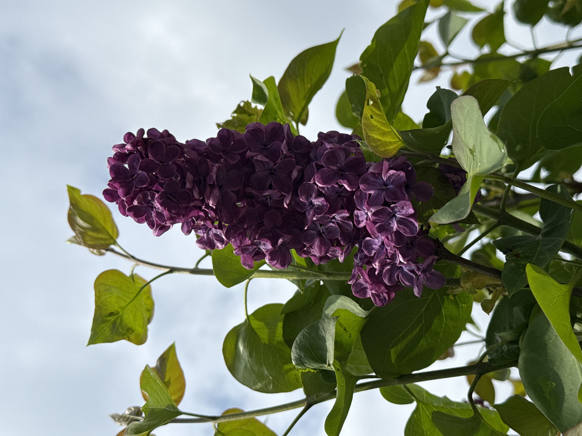 Spring scenes documented in Zagreb: lilac blooms and green grass