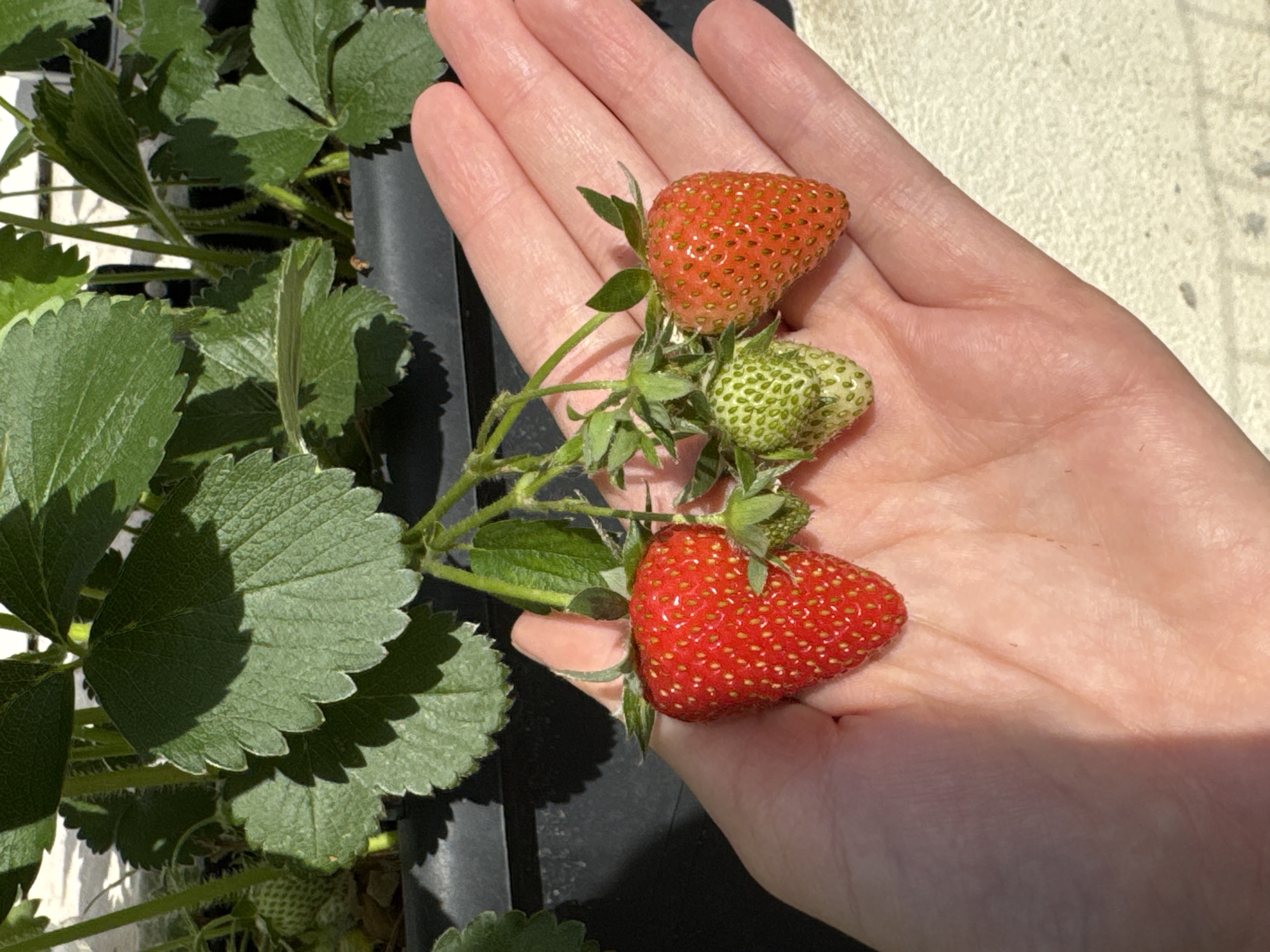 Person tends strawberry plants and blooming geraniums in containers