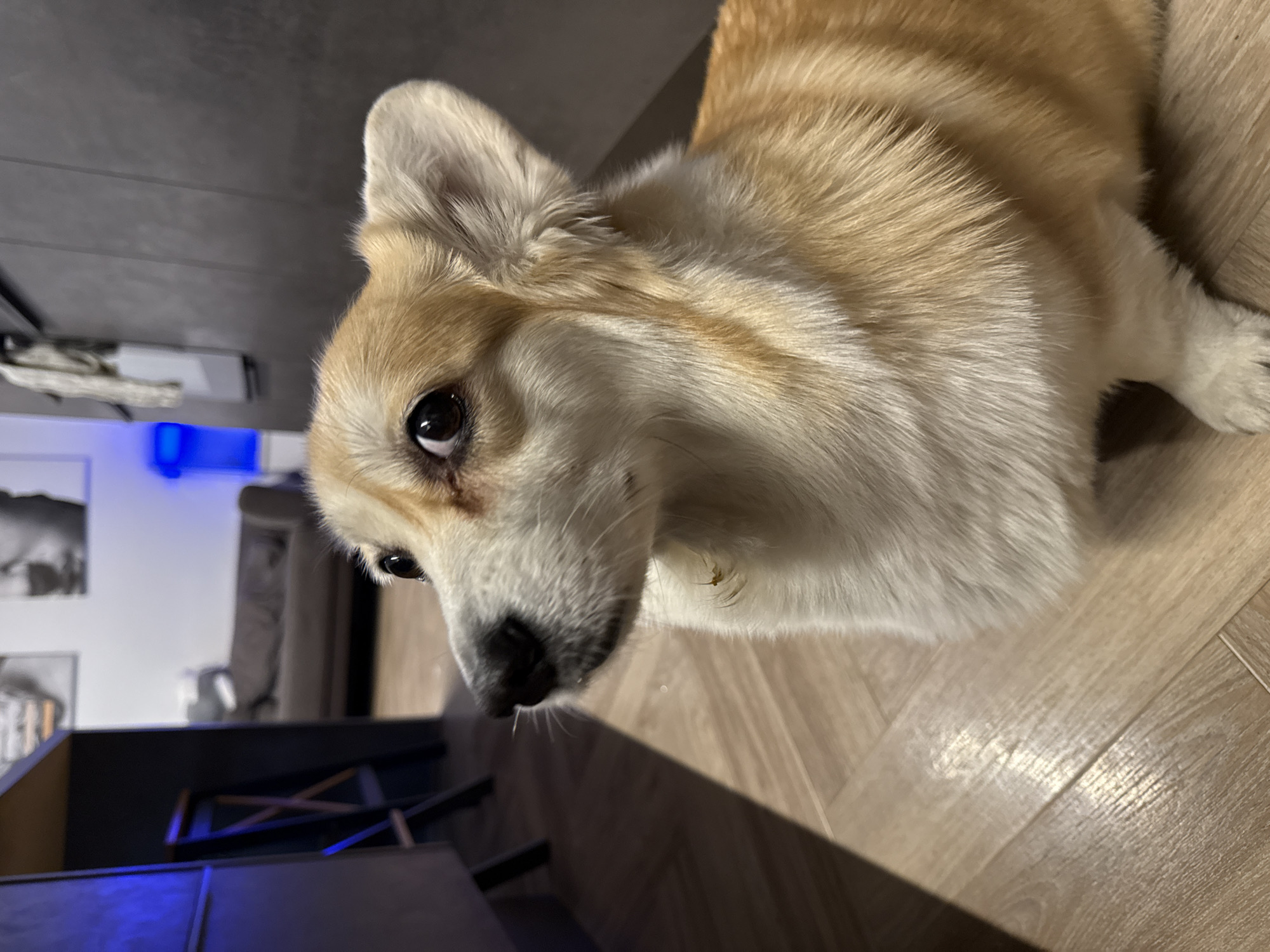 Corgi rests on kitchen floor in Krasnoyarsk home