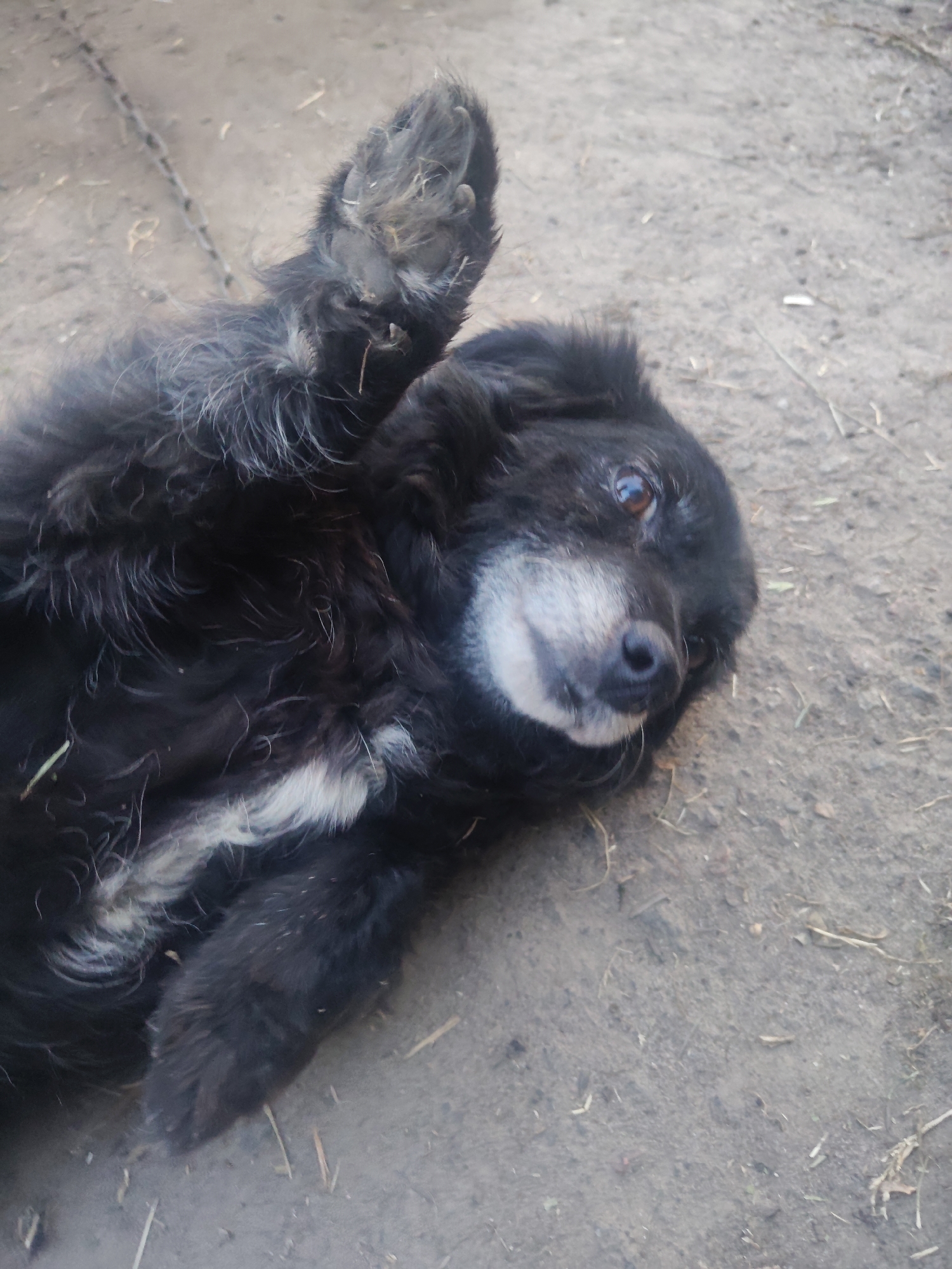 Evening at a rural Borova property with a well-loved dog