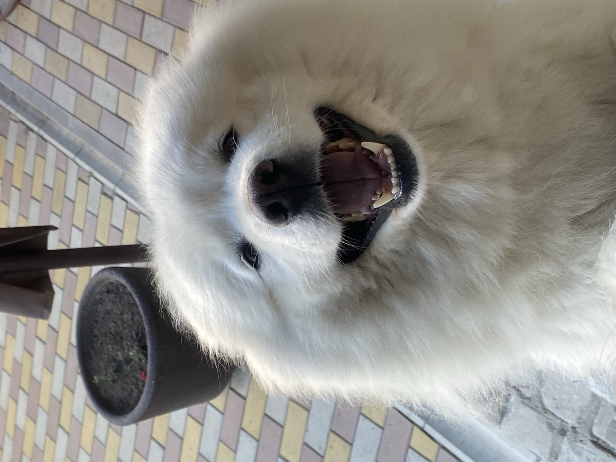 Two fluffy Samoyeds hanging out on a patterned paved surface