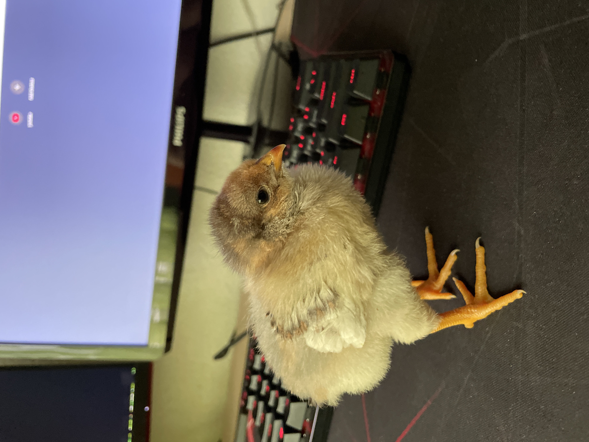 Baby chick photographed indoors across seven minutes in Zlatograd