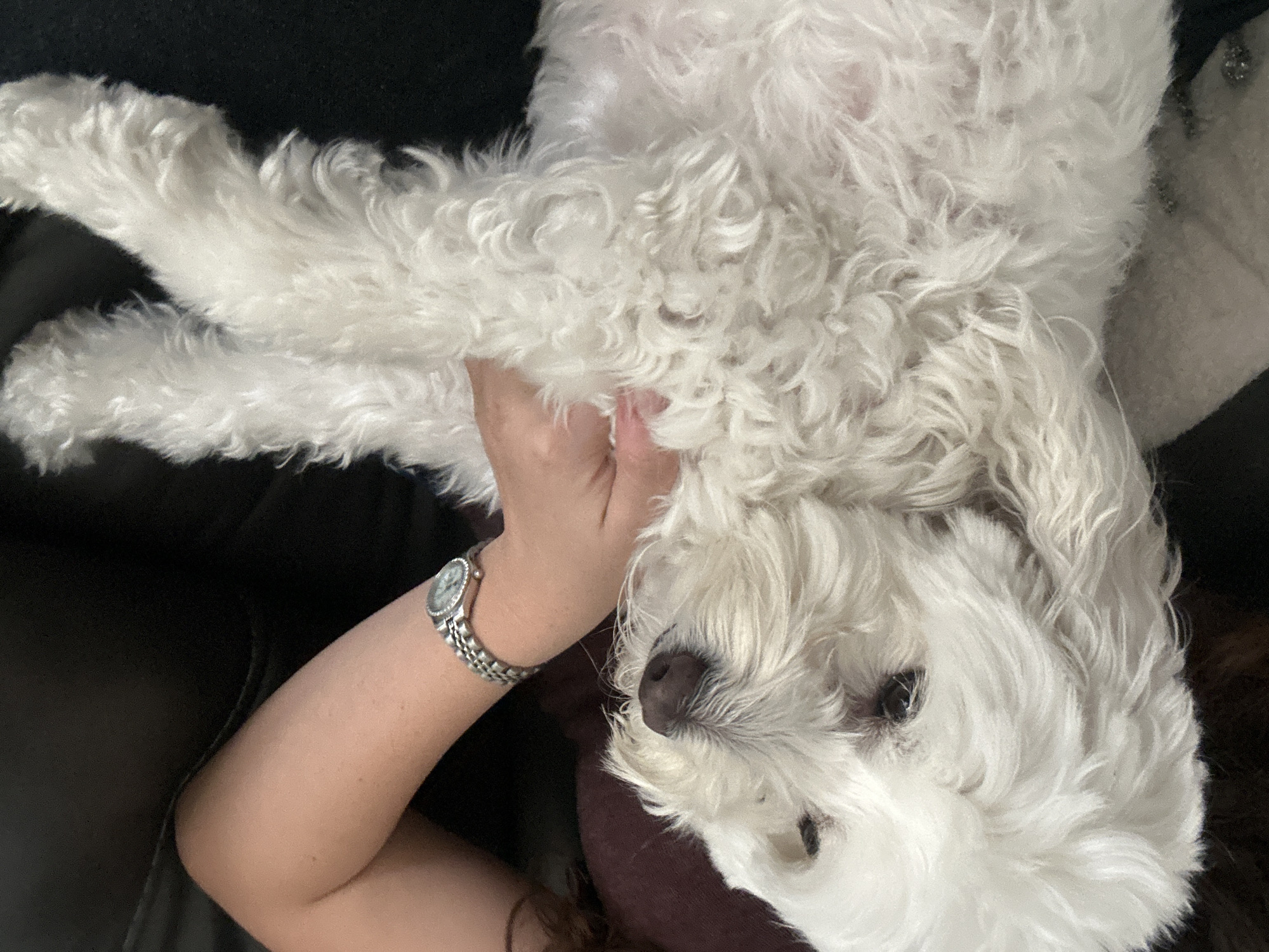 White fluffy dog relaxes with owner on couch