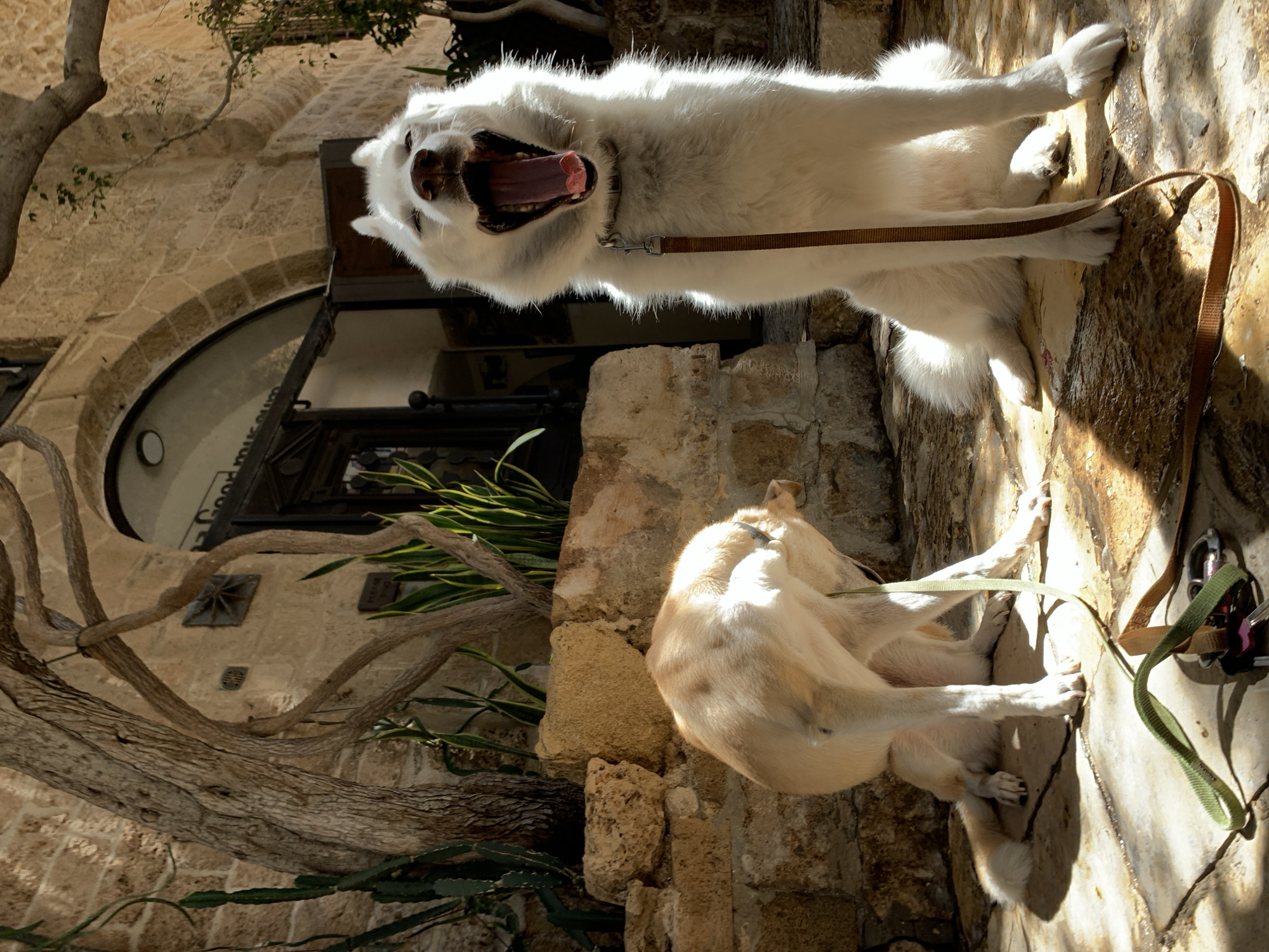 Morning in Jaffa: old stone, cafe doors, and dogs
