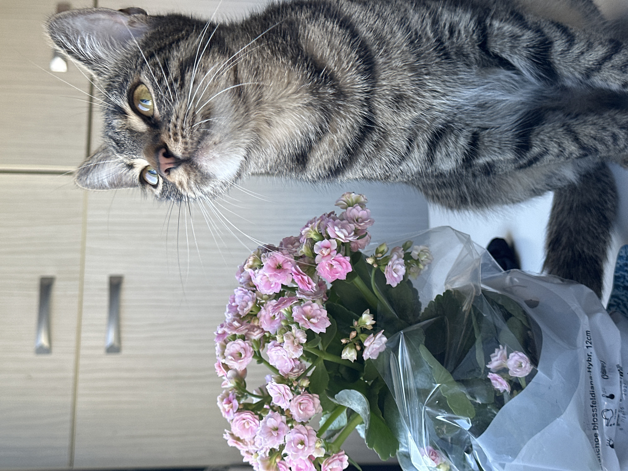 Tabby cat plays with pink flowers in Sofia home