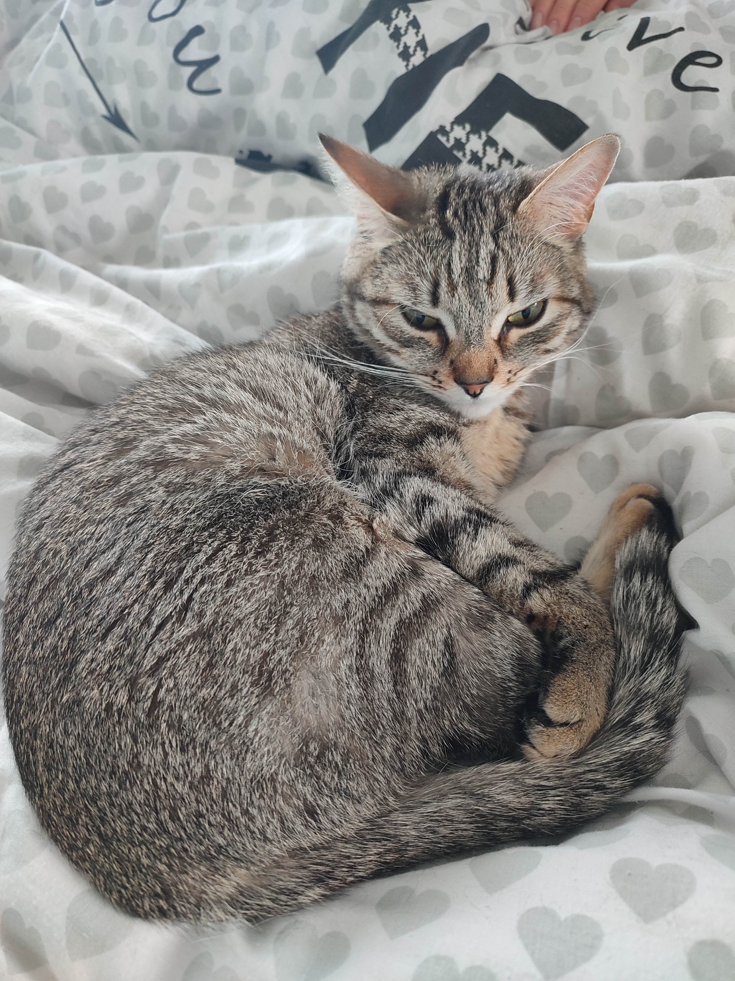 Grey tabby cat rests on heart-patterned bedding in residential area