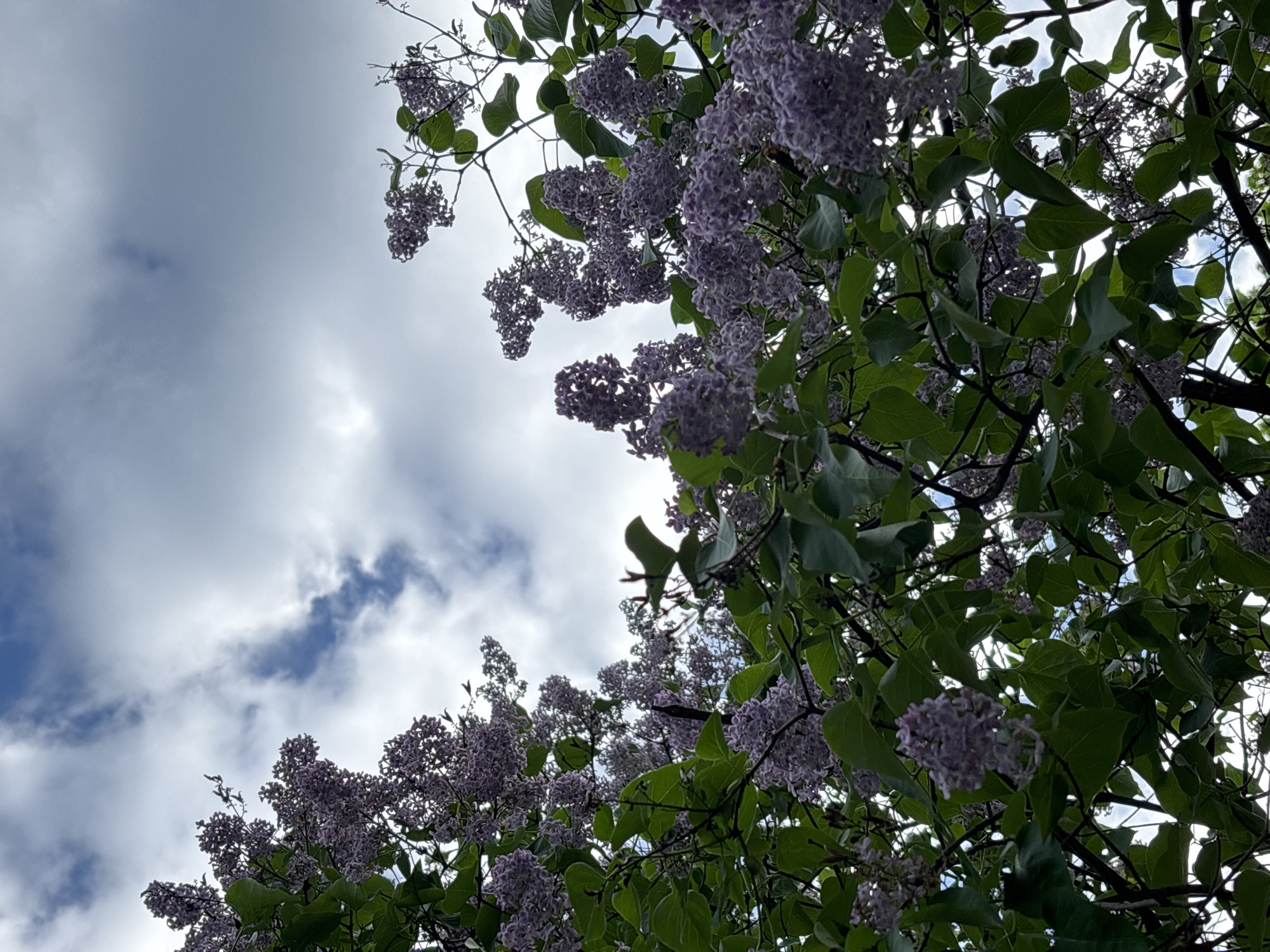 Spring afternoon scenes captured across Saint Petersburg neighborhoods