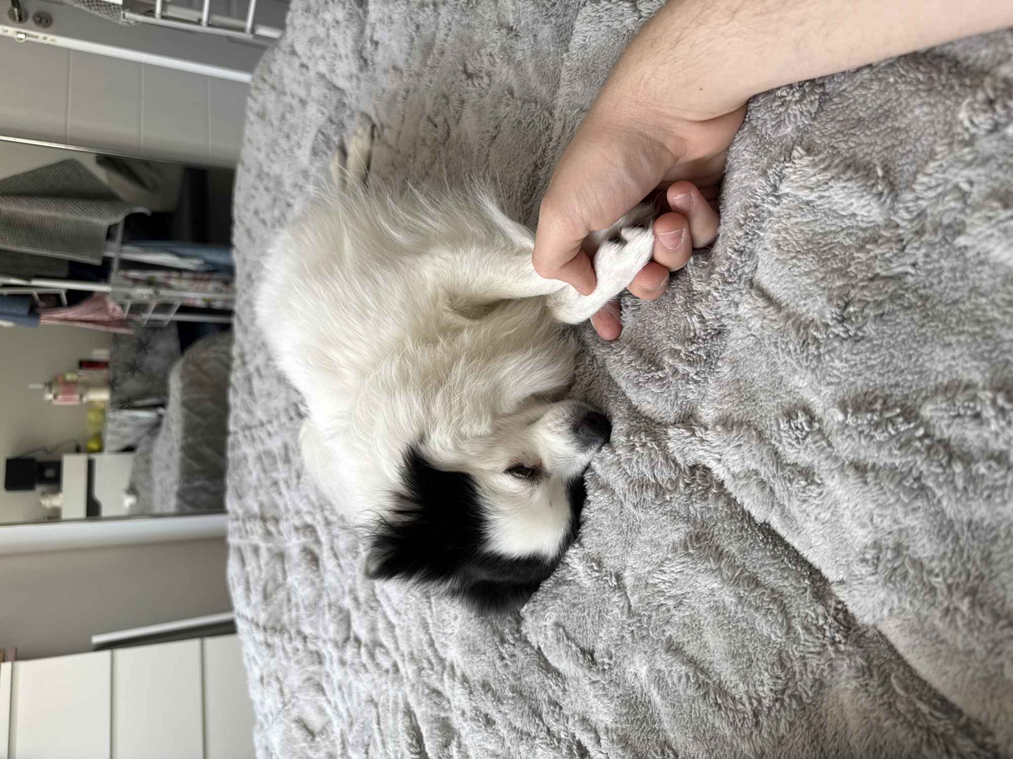 Sunday morning bonding session with pet dog in Bulgarian home