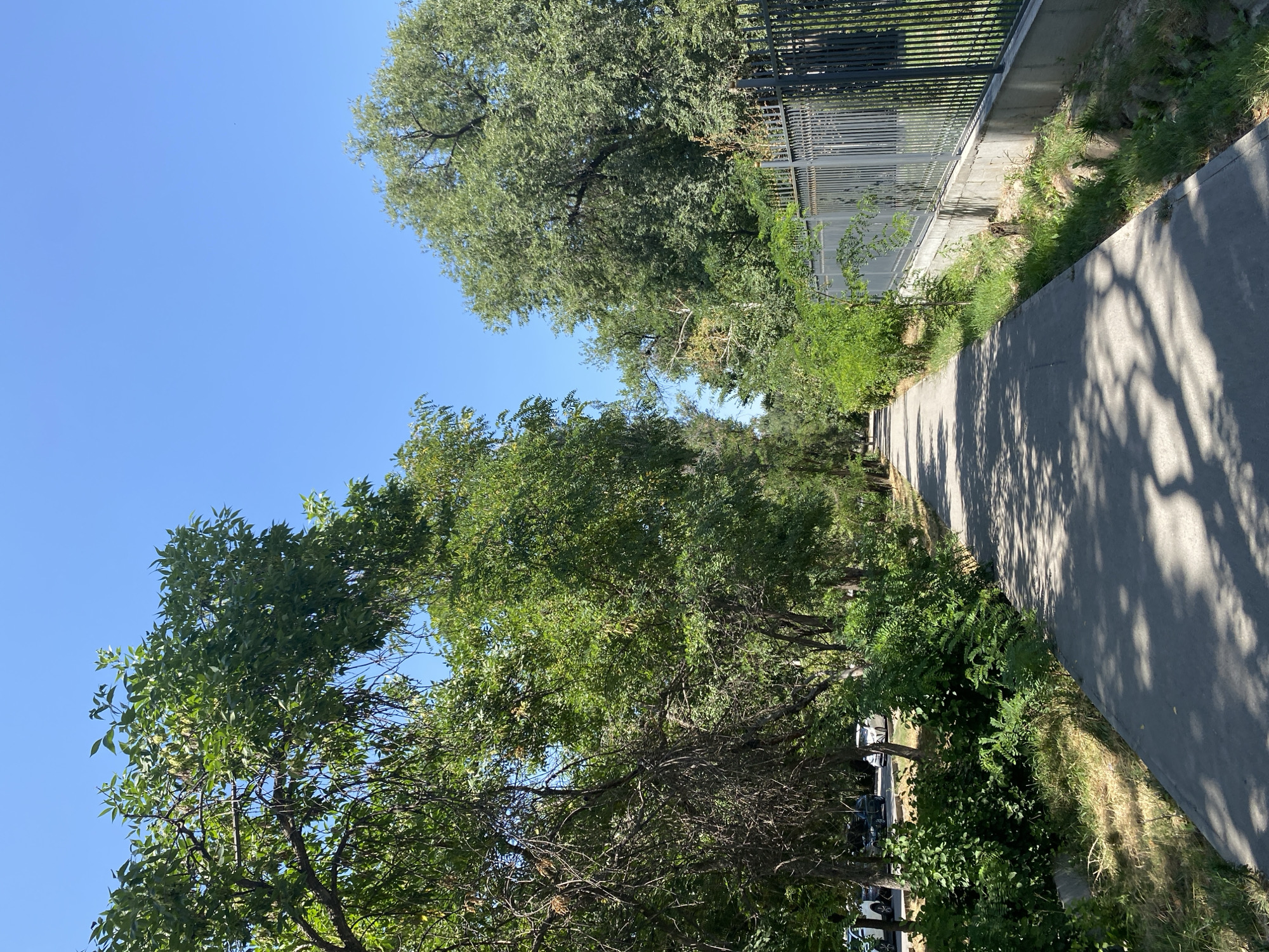 Summer morning in a Bishkek park
