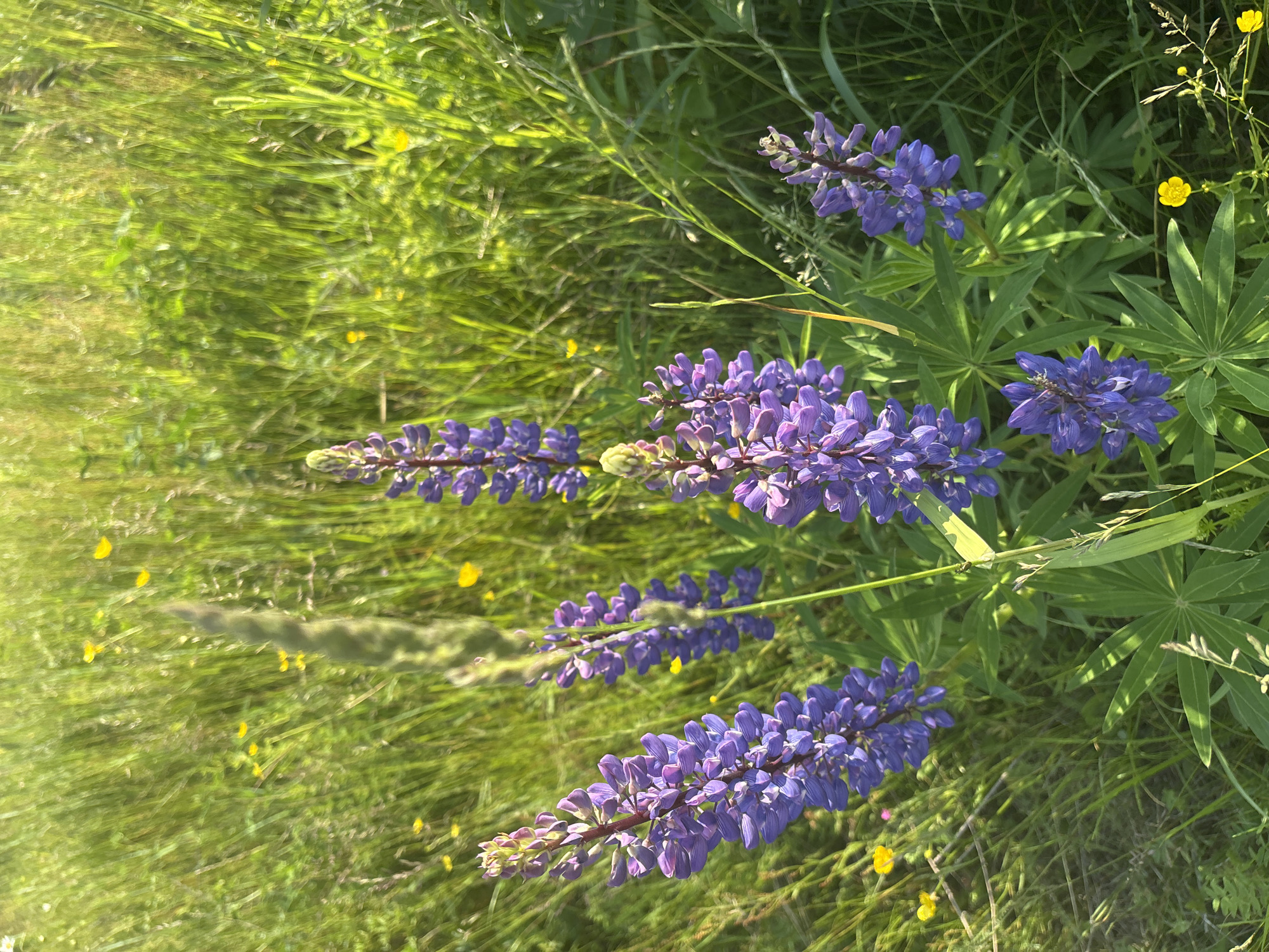 Summer wildflowers bloom in rural Russian meadows near Kurgan