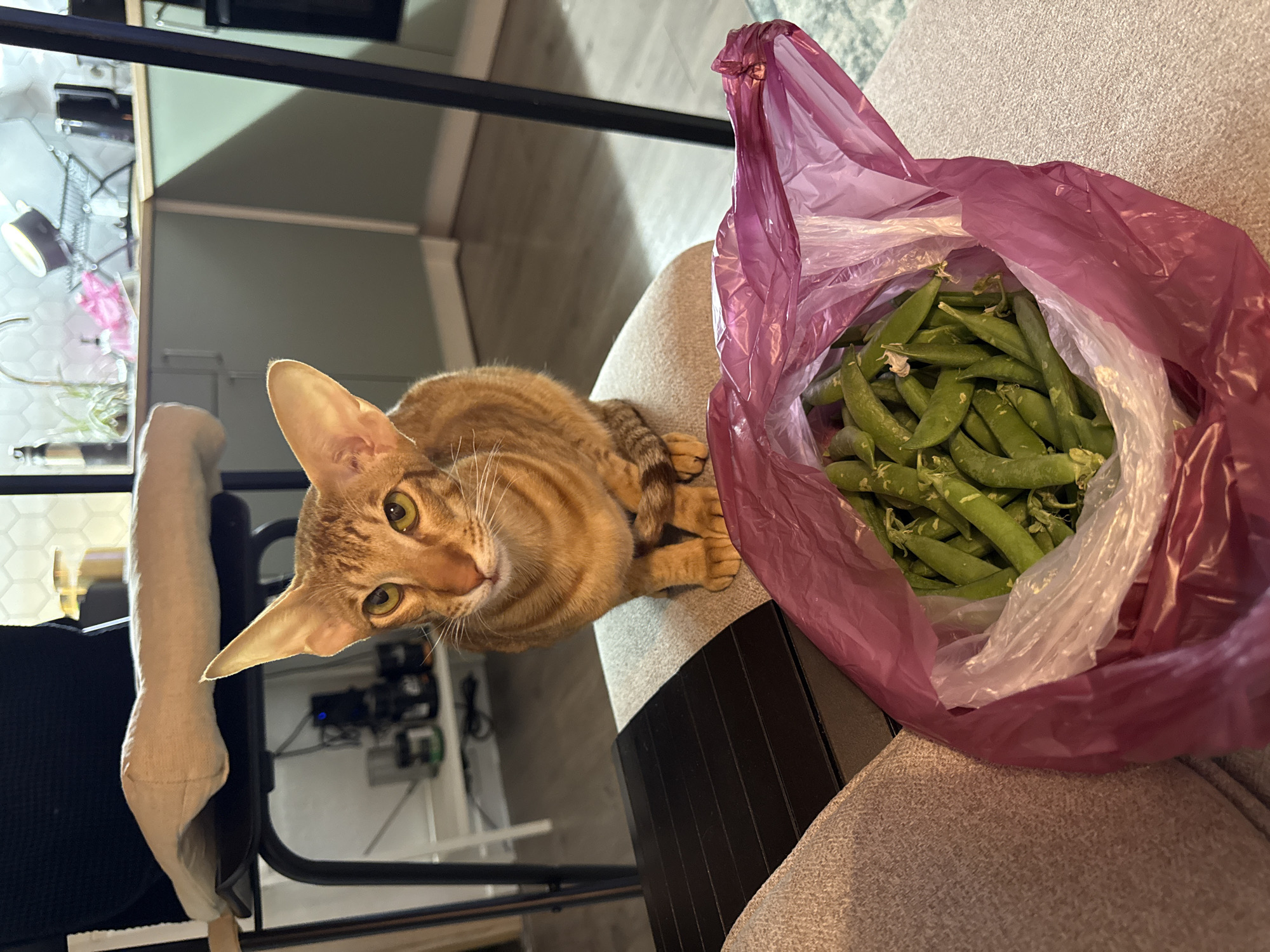 Cat photographed with snap peas in Russian home
