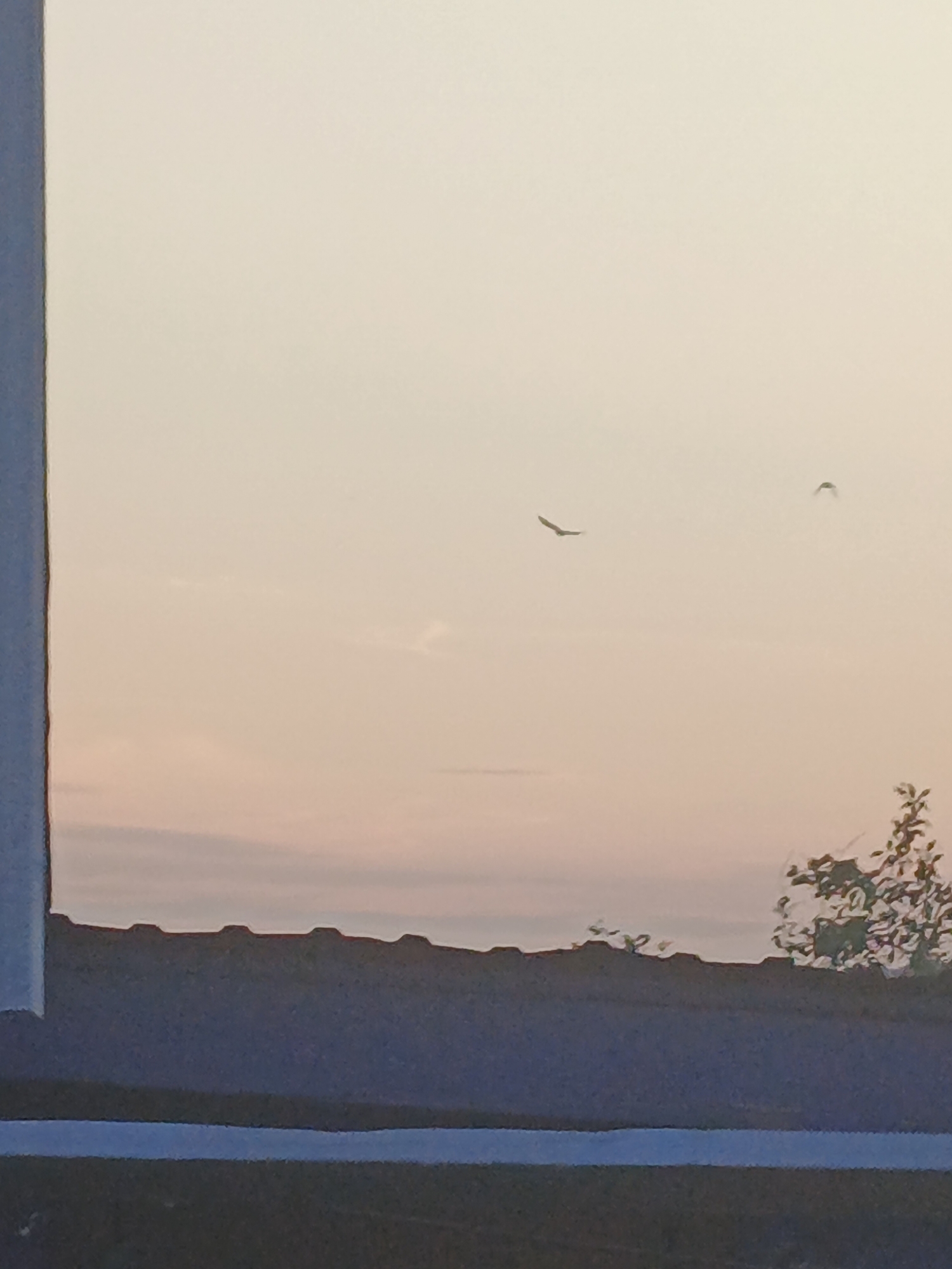 Garden, birch tree, and birds at dusk in Kazan