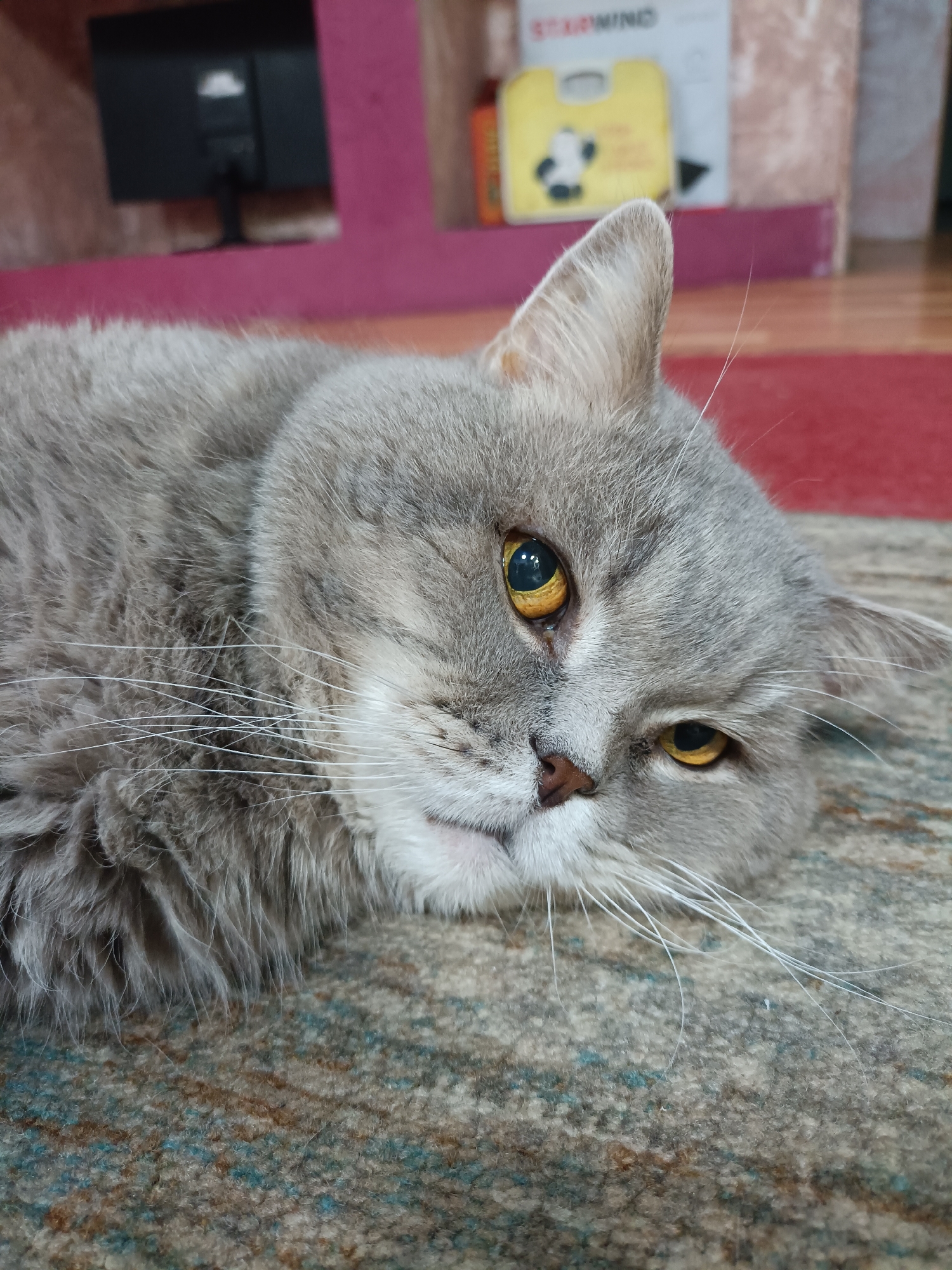 Gray cat resting on a patterned rug in Bataysk