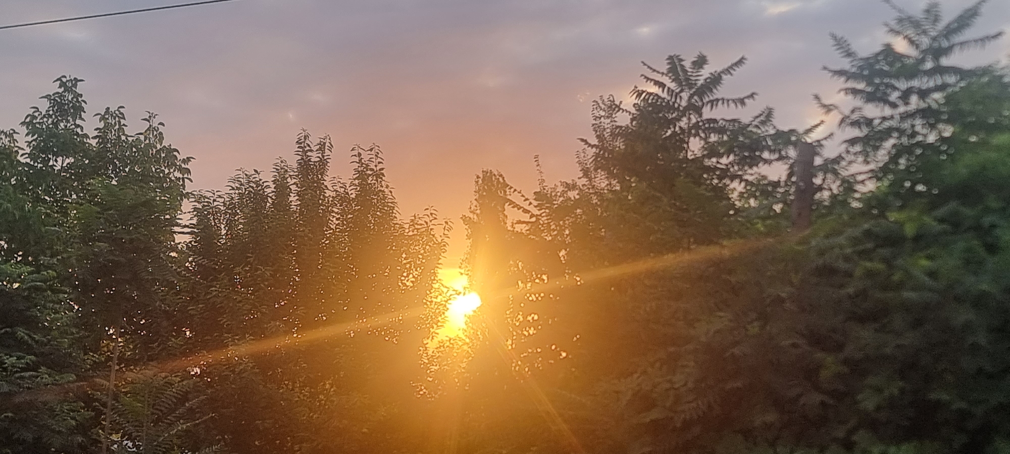 Sunset filtering through tree cover, two angles