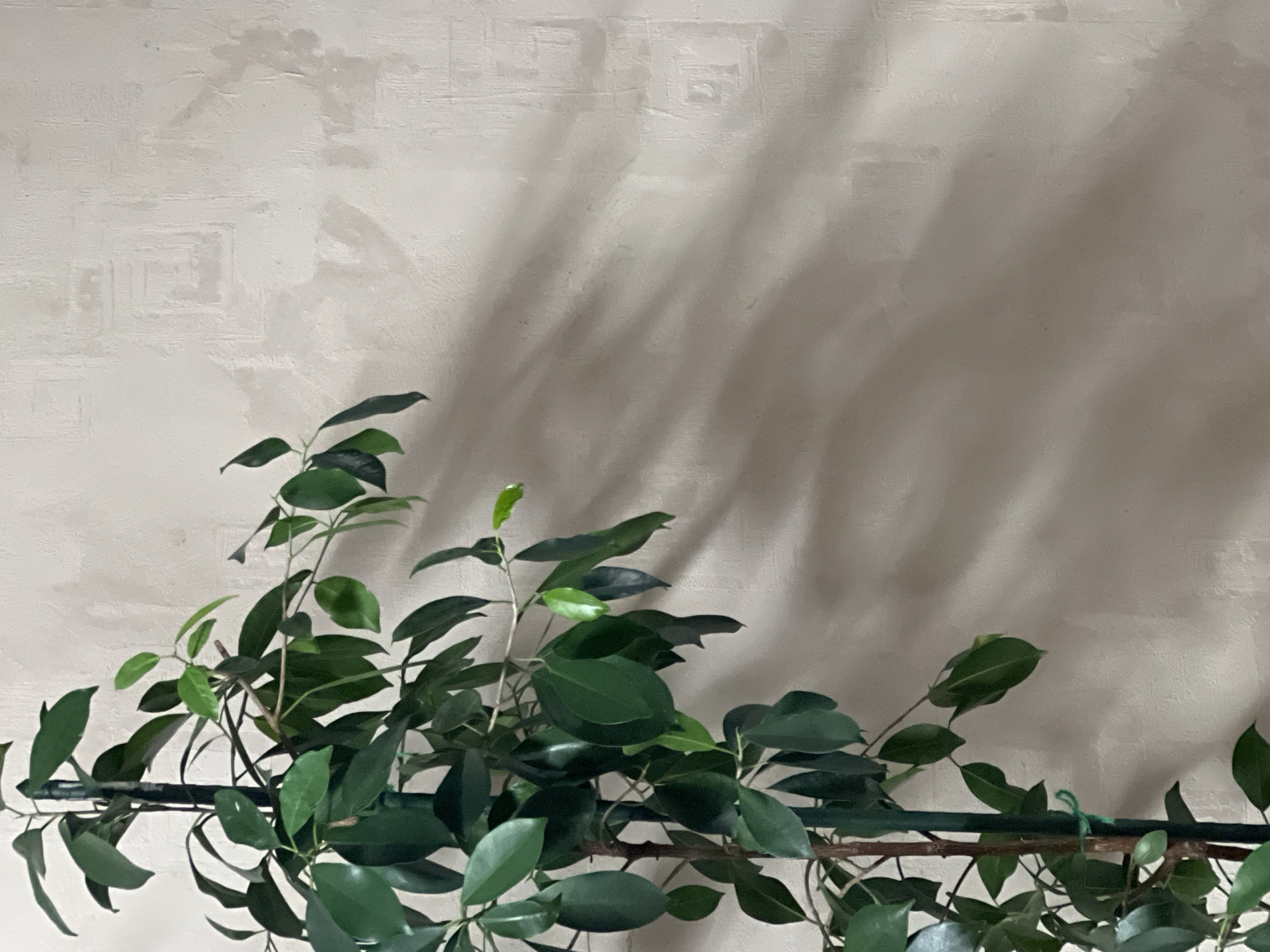 Yekaterinburg resident documents houseplant collection and toy figurines
