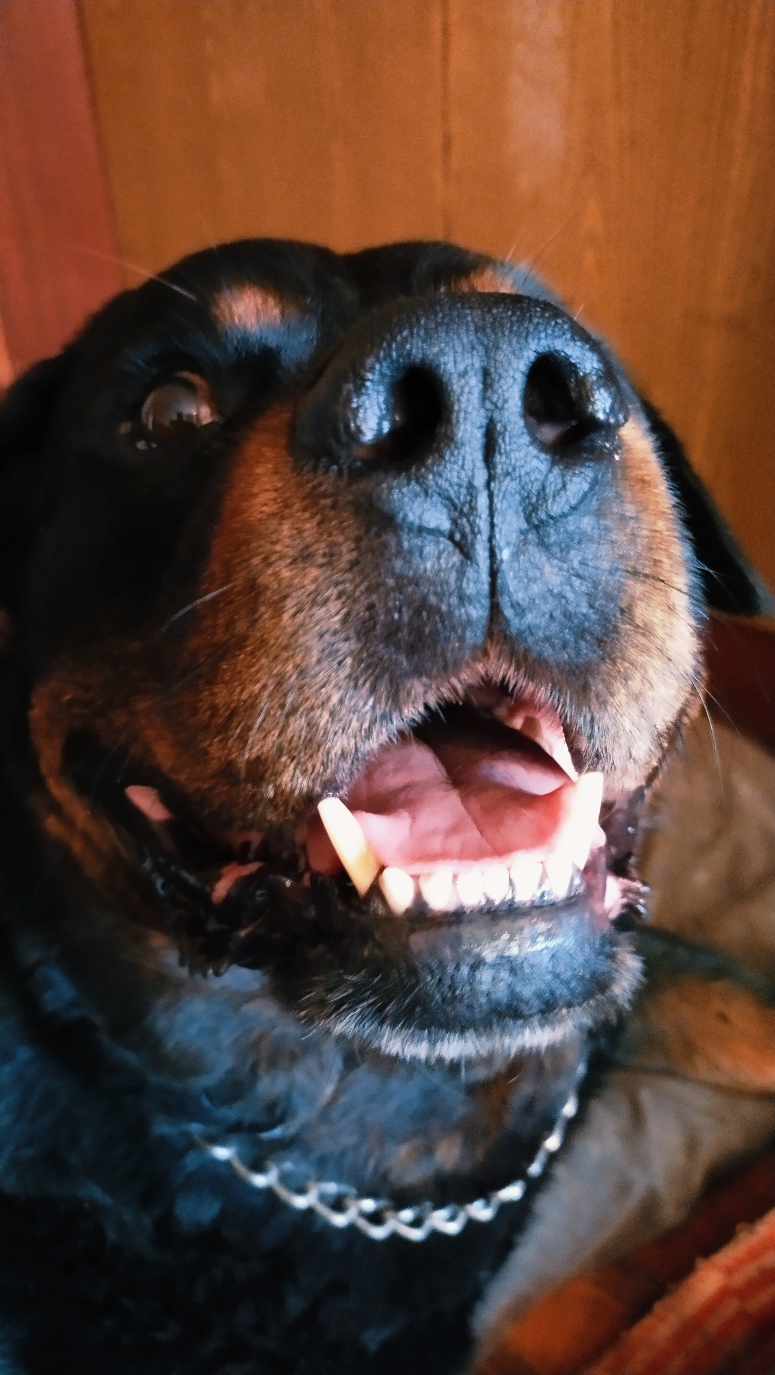 Rottweiler and its favorite plush toy, Horishni Plavni