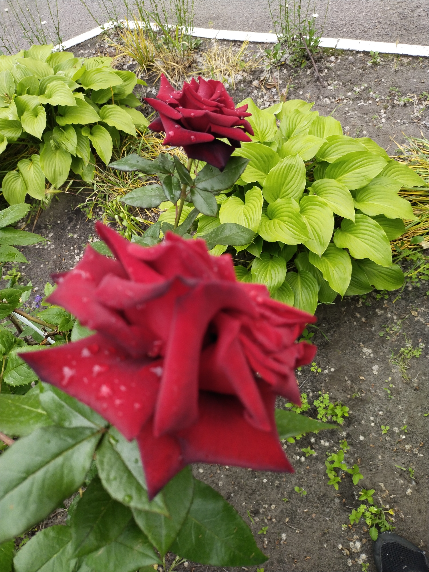 Morning garden blooms documented in Horishni Plavni, Ukraine