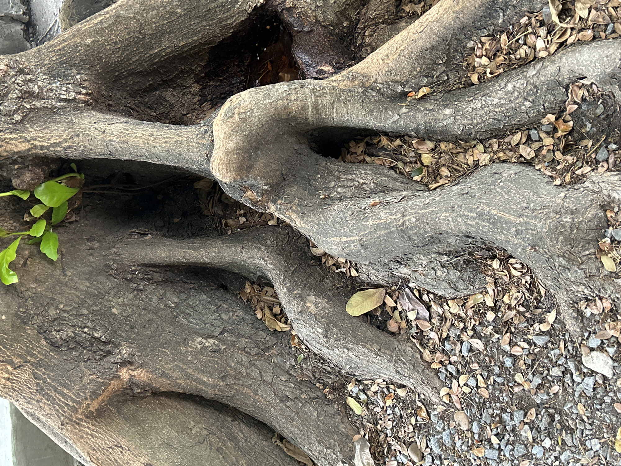 Early morning stroll through Thai municipal park captured in detail