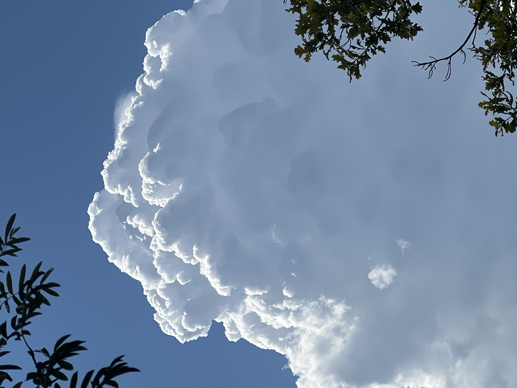Summer morning in Mochishche: clouds, rooftops, and a garden bug