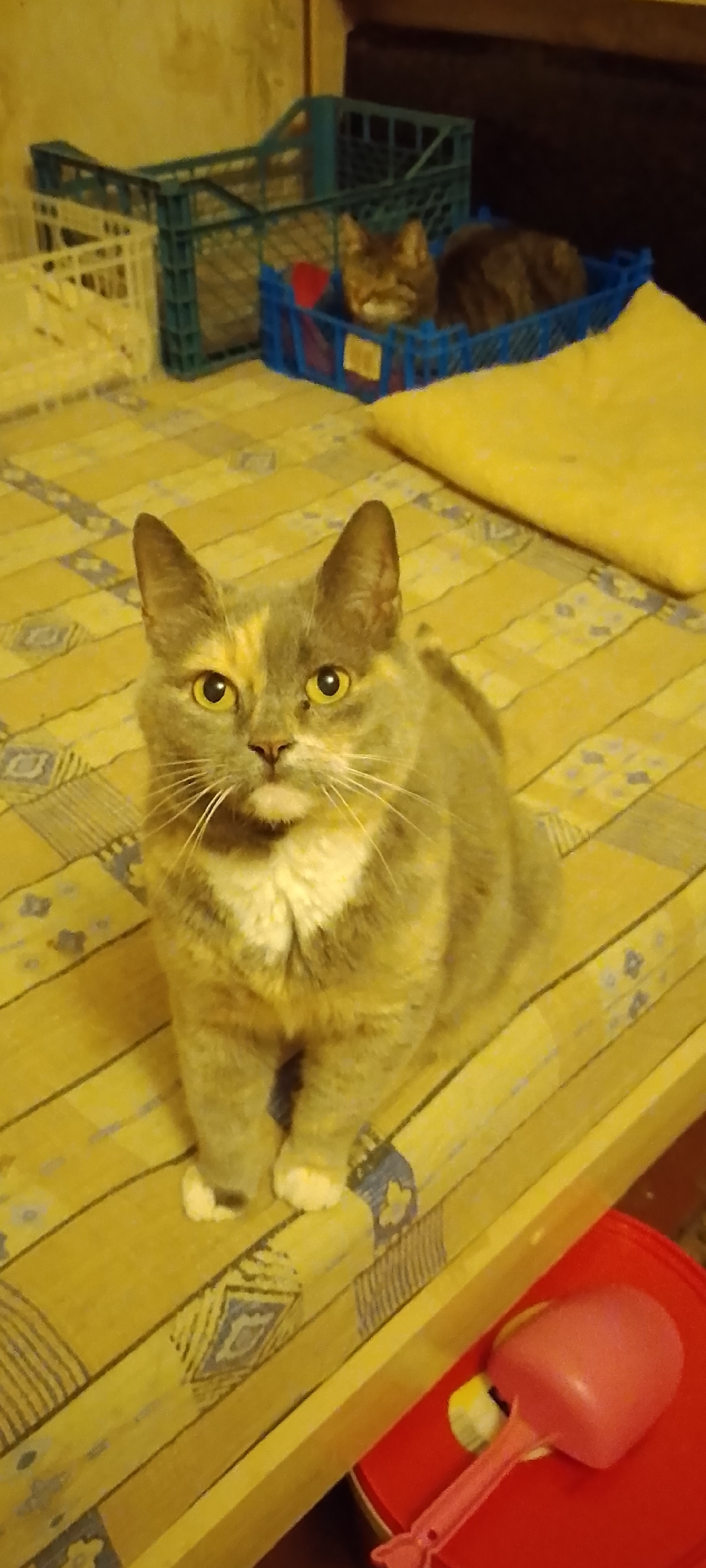Cats and a dog gathered in cages and carriers, Belgorod