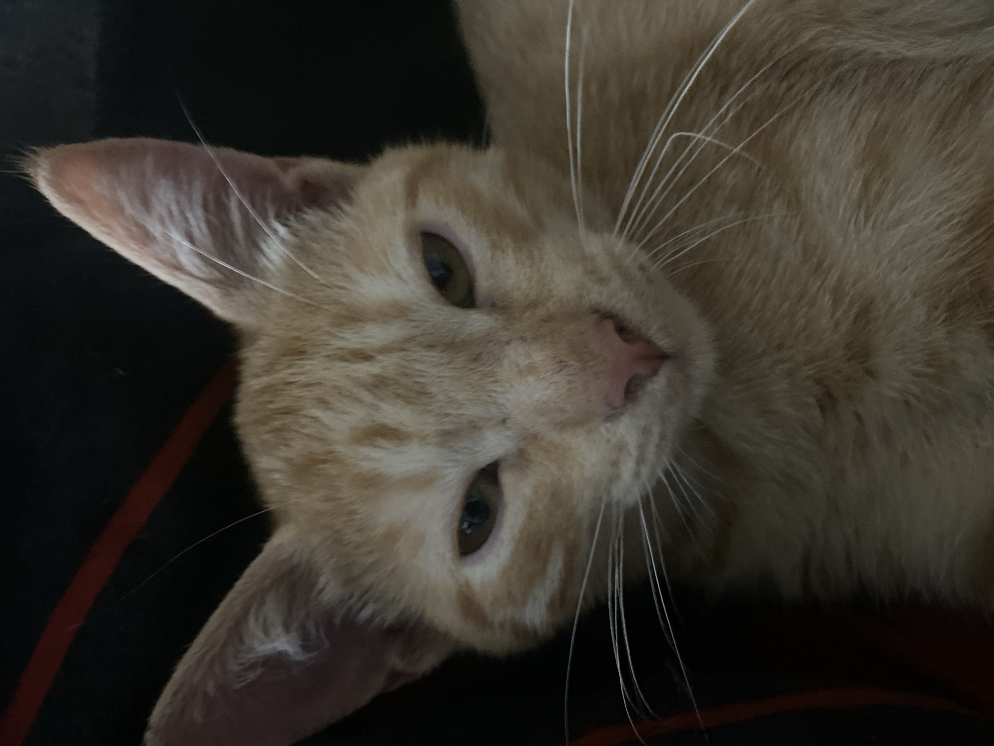 Ginger tabby kitten photographed up close, Samara